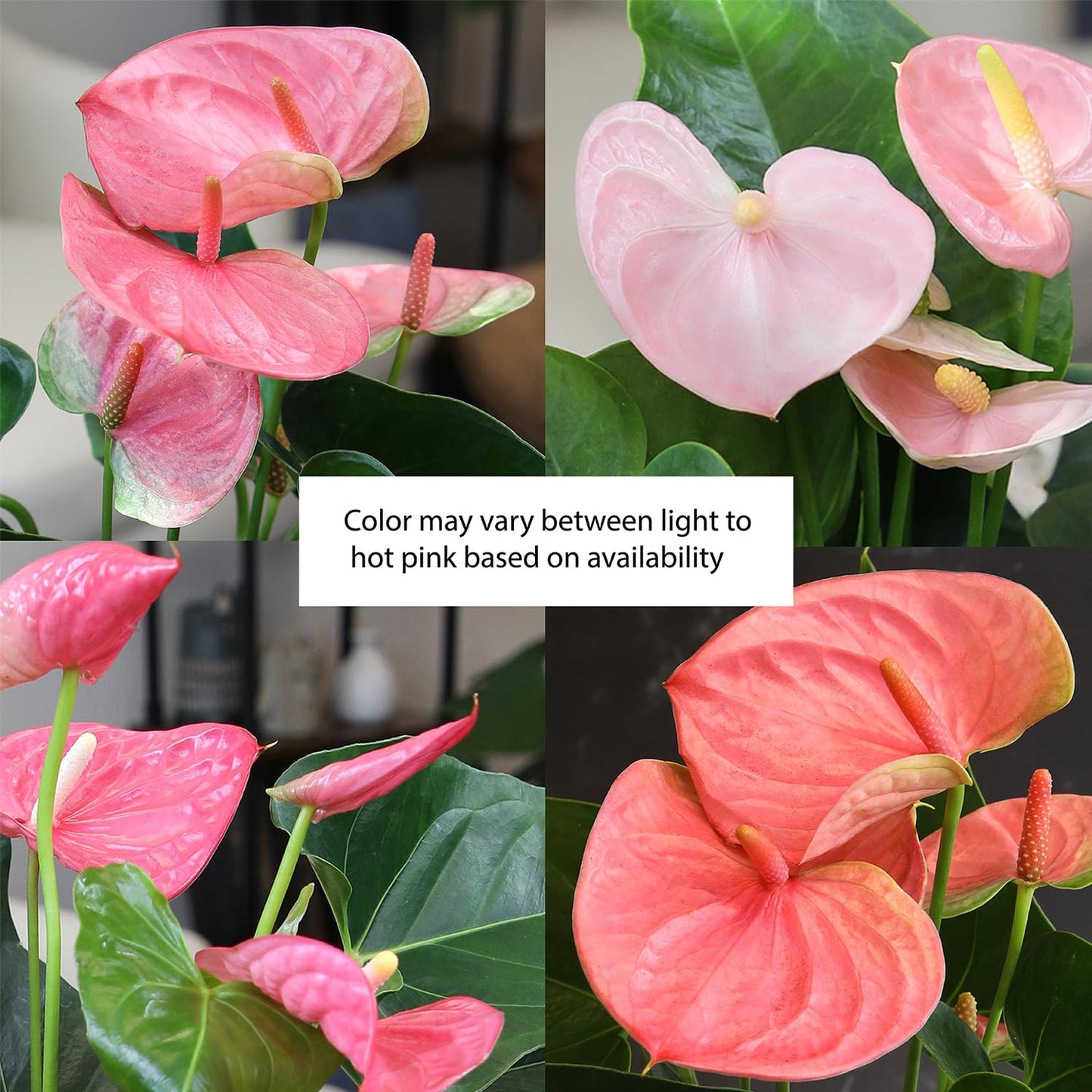 Pink Anthurium Live Plant Decor (Approx. 13-16" Tall), Real Flowers/House Plants in 4" White Plant Pot, Floral Office Plants, Air Purifying Plants & Cool Gifts for Plant Lovers by Plants for Pets