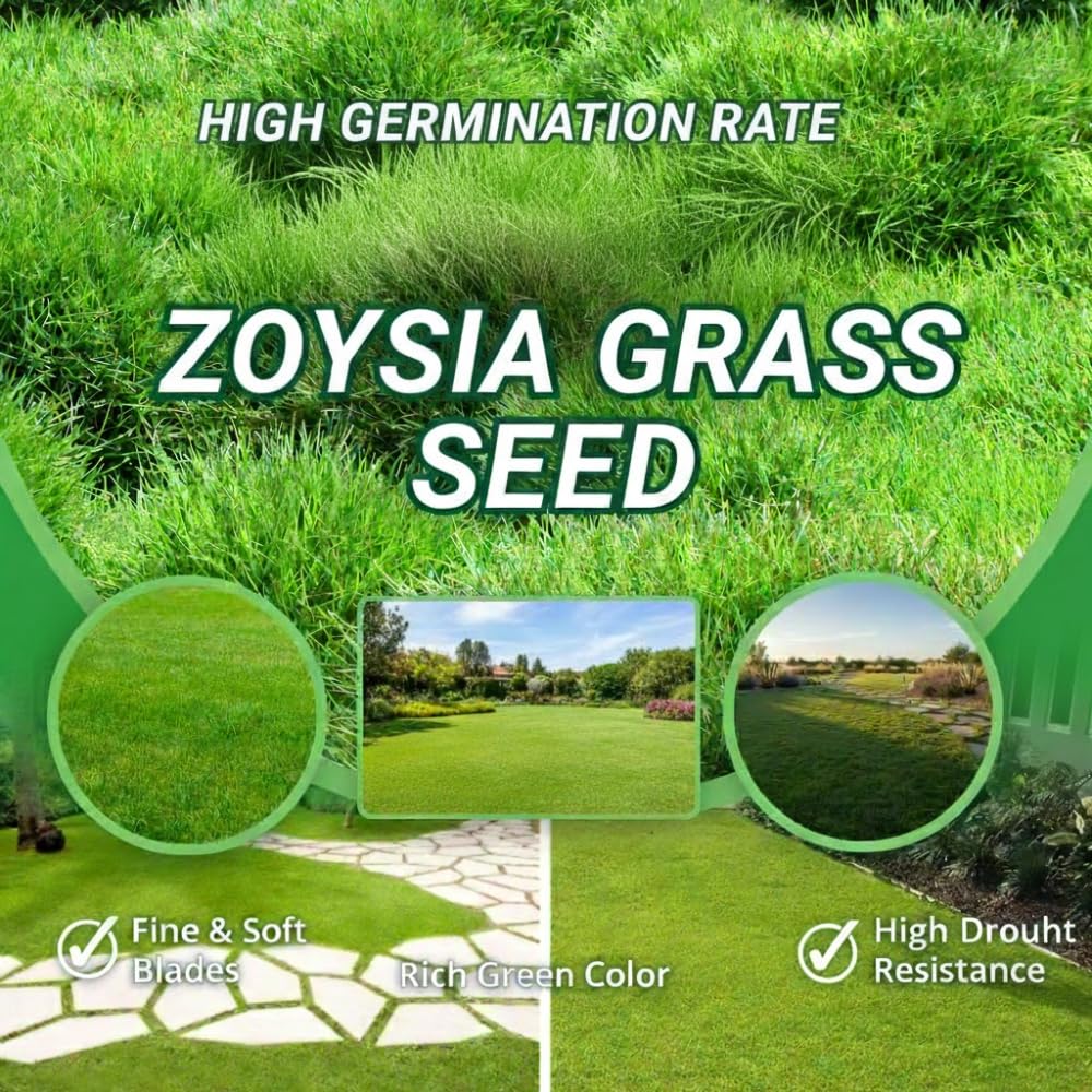 10000 Zoysia Grass Seeds Zoysia Japonic Seeds Lawngrass Seeds, Grow Outdoor in Backyard or Home Garden