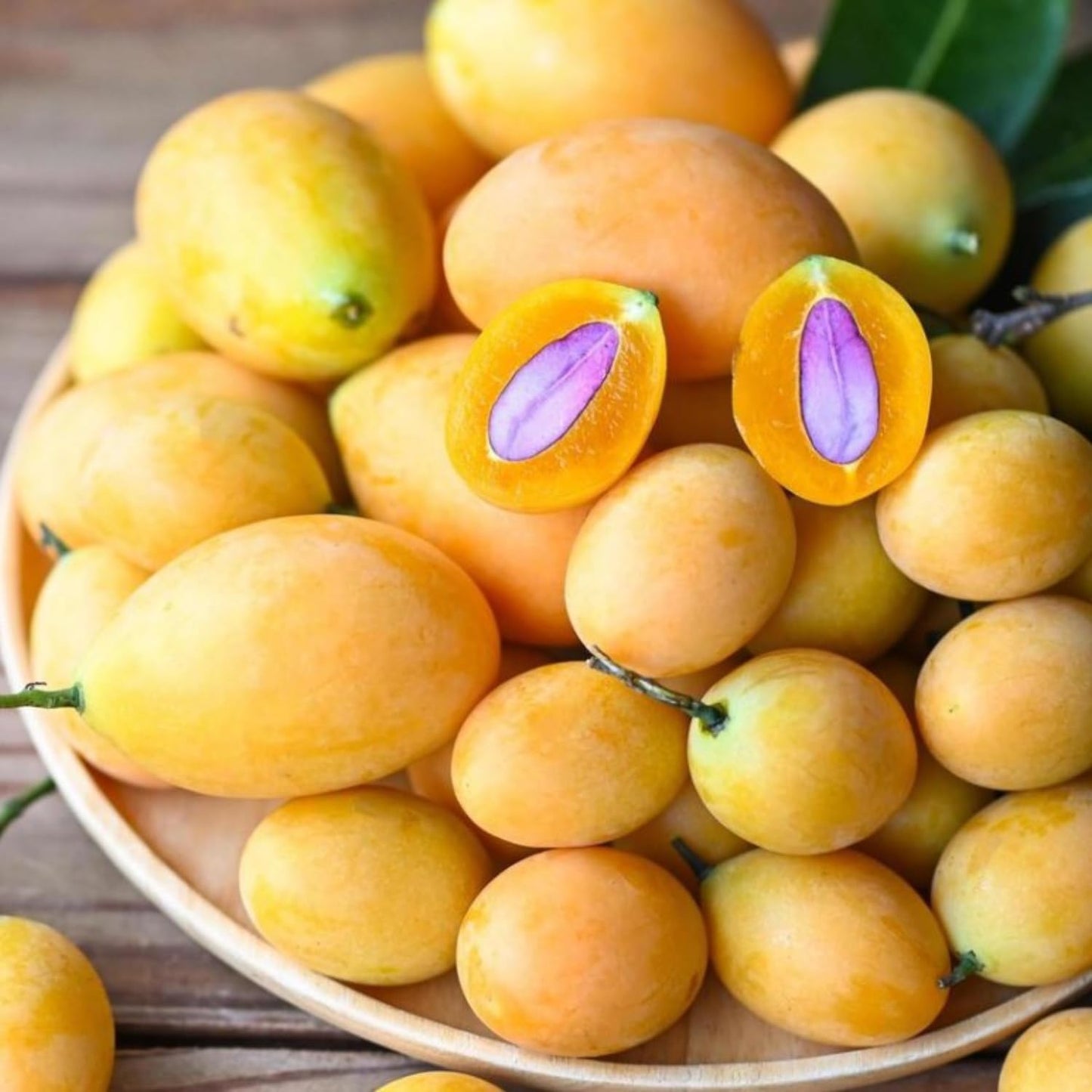 Loquat Fruit Tree Plant Live, Well-Rooted Plant for Garden, 10-14 Inches Tall, Half Gallon Pot