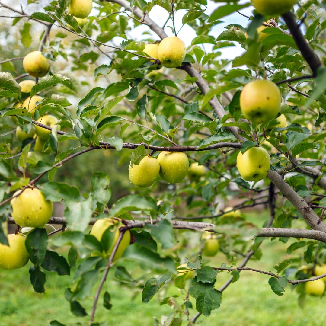Live Delicious Apple Tree Plant, Sweet Apple Fruit Tree 2-3 Feet Tall in 3 Gallon Pot, Hardy Outdoor Tree, Ready for Planting, No Ship to CA (Yellow Apple)