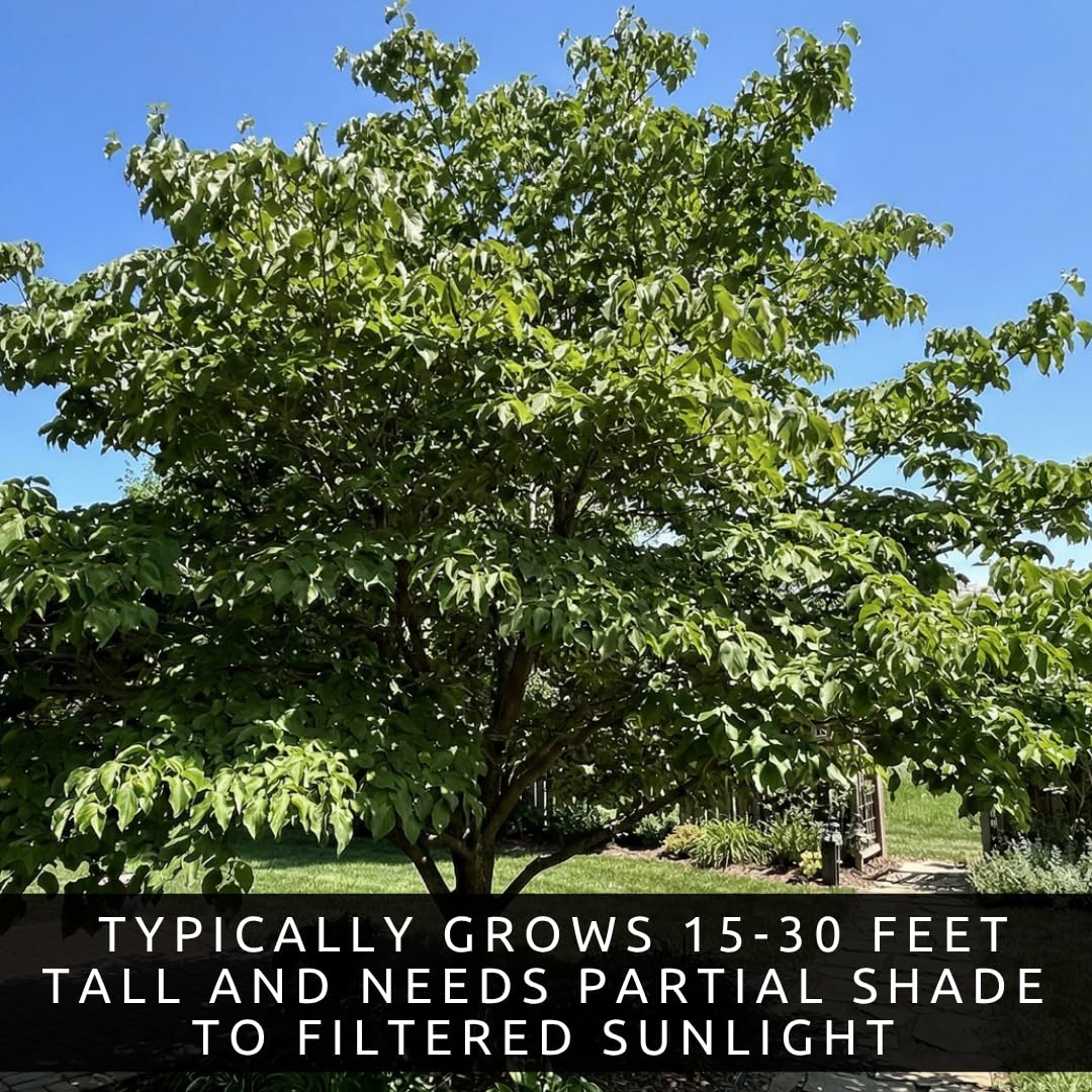 White Flowering Dogwood Trees Live – Cornus Florida – Ornamental Flowering Trees – Spring Blooms & Landscape Trees – Bare Root for Outdoor Planting (3 Trees)