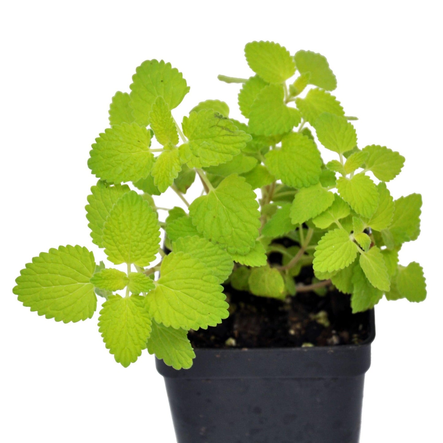Nepeta 'Chartreuse on the Loose PPAF', Catmint, Fragrant Flowering Plant, Three Seasons of Color by Way of Foliage and Flowers, Container Size: 4.5"