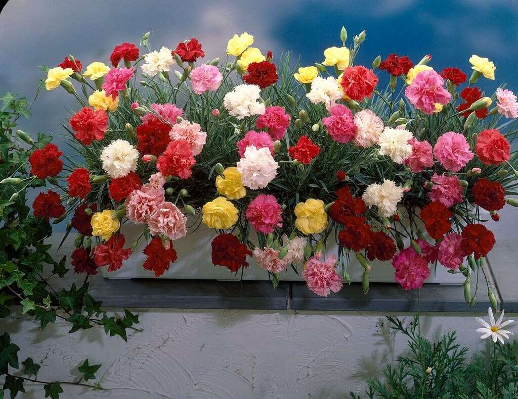 Trailing Carnation Plants, Dianthus caryophyllus, Fragrant Hardy Perennial, Cascading Habit, 2 Pack