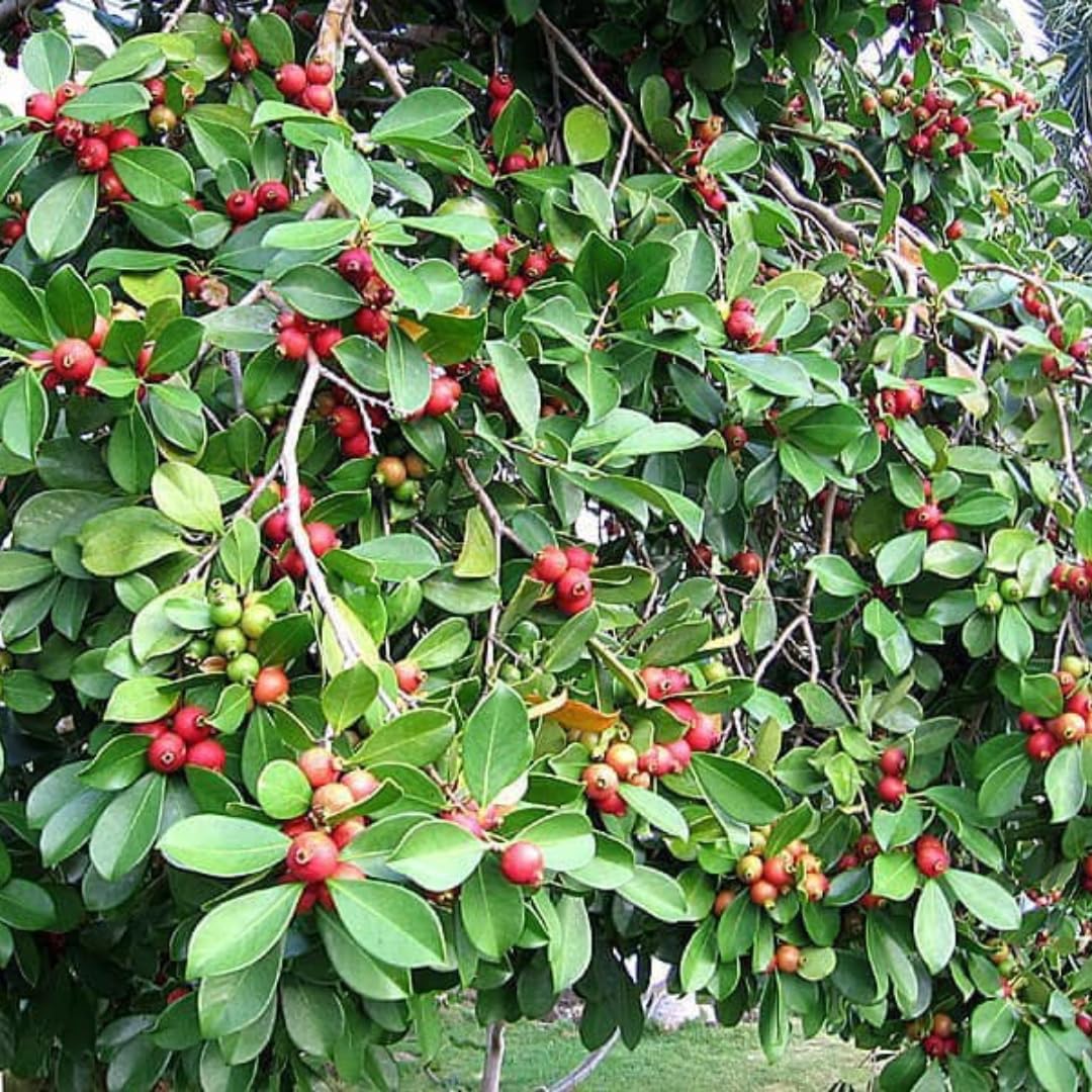 Fragrant Guava Tree Live Plant, Well Rooted 4"-10" in Tall, Tropical Fruit Guavas for Gardening, Zones 9-11 (Strawberry Cherry)