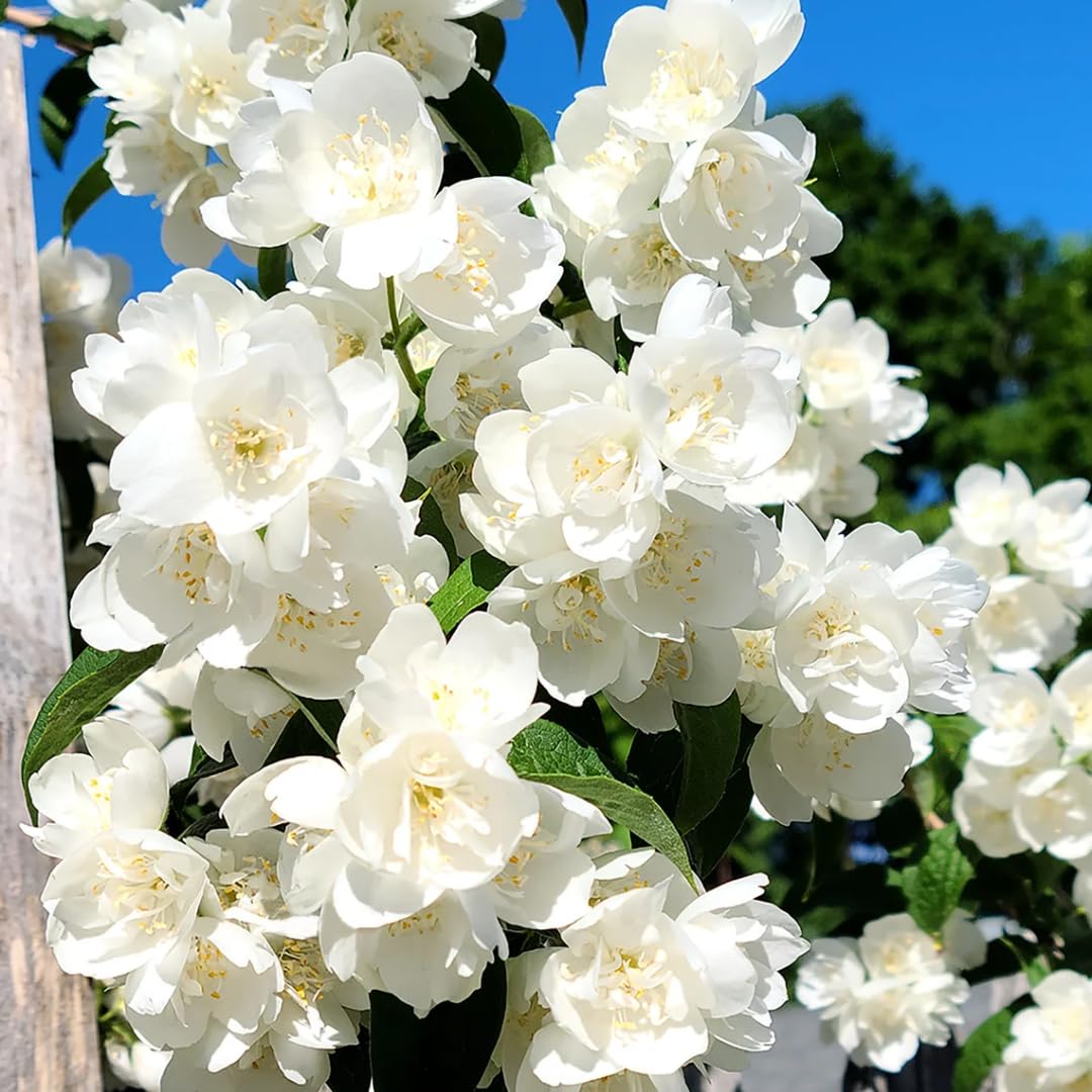 Mock Orange Bush, Philadelphus Shrub Live Plant, Sweet Fragrant Mock Orange Plants Tree Live in Pot, 5-8 Inc Tall