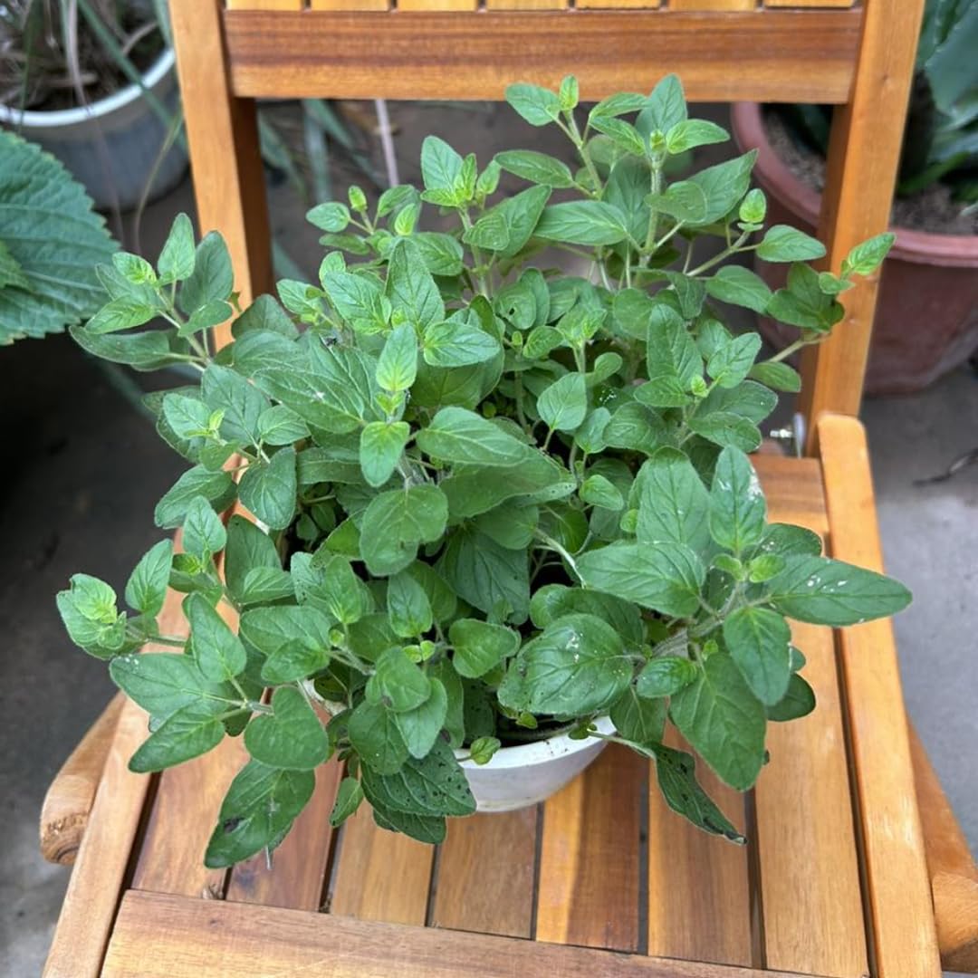 Set of 4 Greek Oregano Plants Live for Indoor Outdoor, Culinary Herb for Planting, 4-7 Inches Tall, Oregano Mint Plants Live
