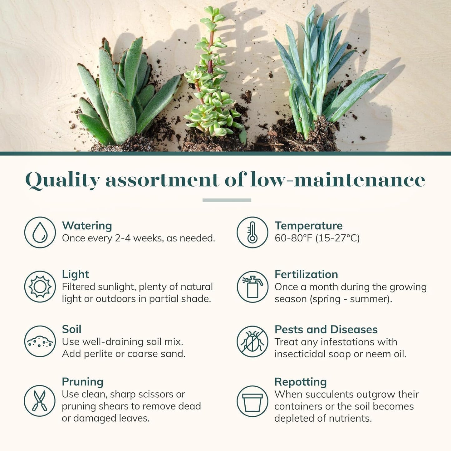 Shop Succulents Mini Succulent Plant Pack Collection - Live 2" Succulent Plants, Low Maintenance, Beautiful Colors & Textures - Wedding and Party Favors, Gift & Garden, Pack of 4