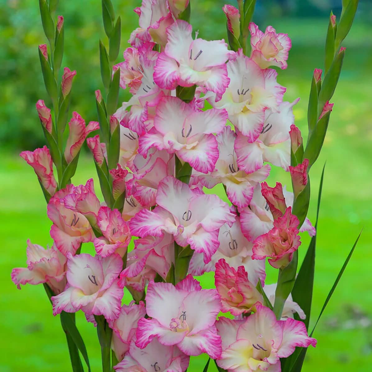 Votaniki Priscilla Gladiolus Bulbs - Stunning Show of Multiple Gladiolus Blooms - Perennial Large Flower Bulbs for Planting - Low Maintenance & Easy to Grow (12 Pack)