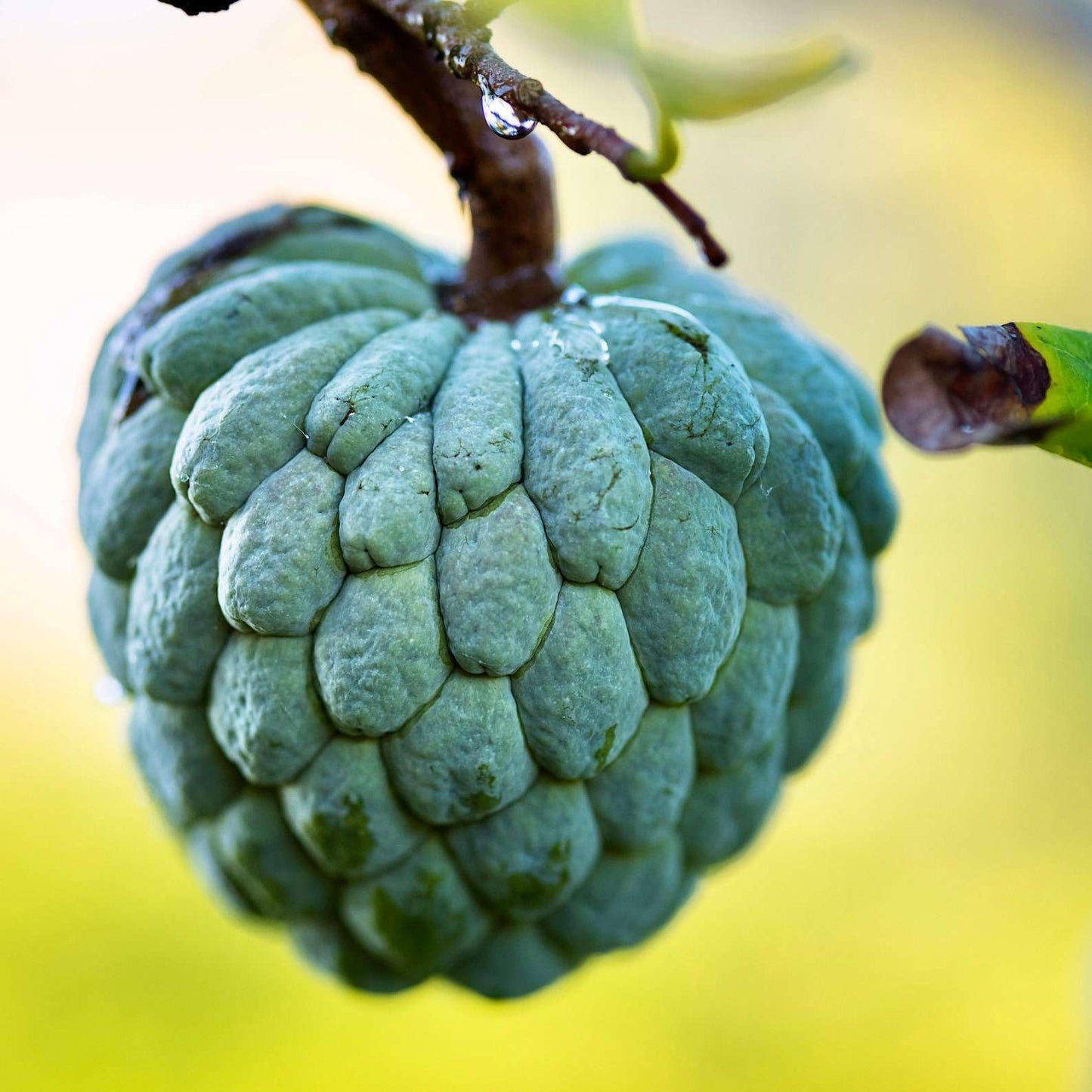 Live Plant - Sugar Apple Live Fruit Tree