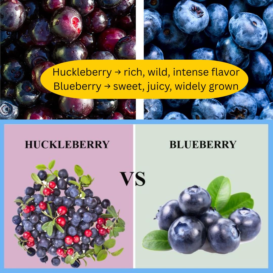 Sets 2 Black Huckleberry Bushes Tree Live Plant in 3" Pot, from 4-6 Inches Tall, Sweet Huckleberries Well Rooted, Dormant, Blueberry Like Shrubs
