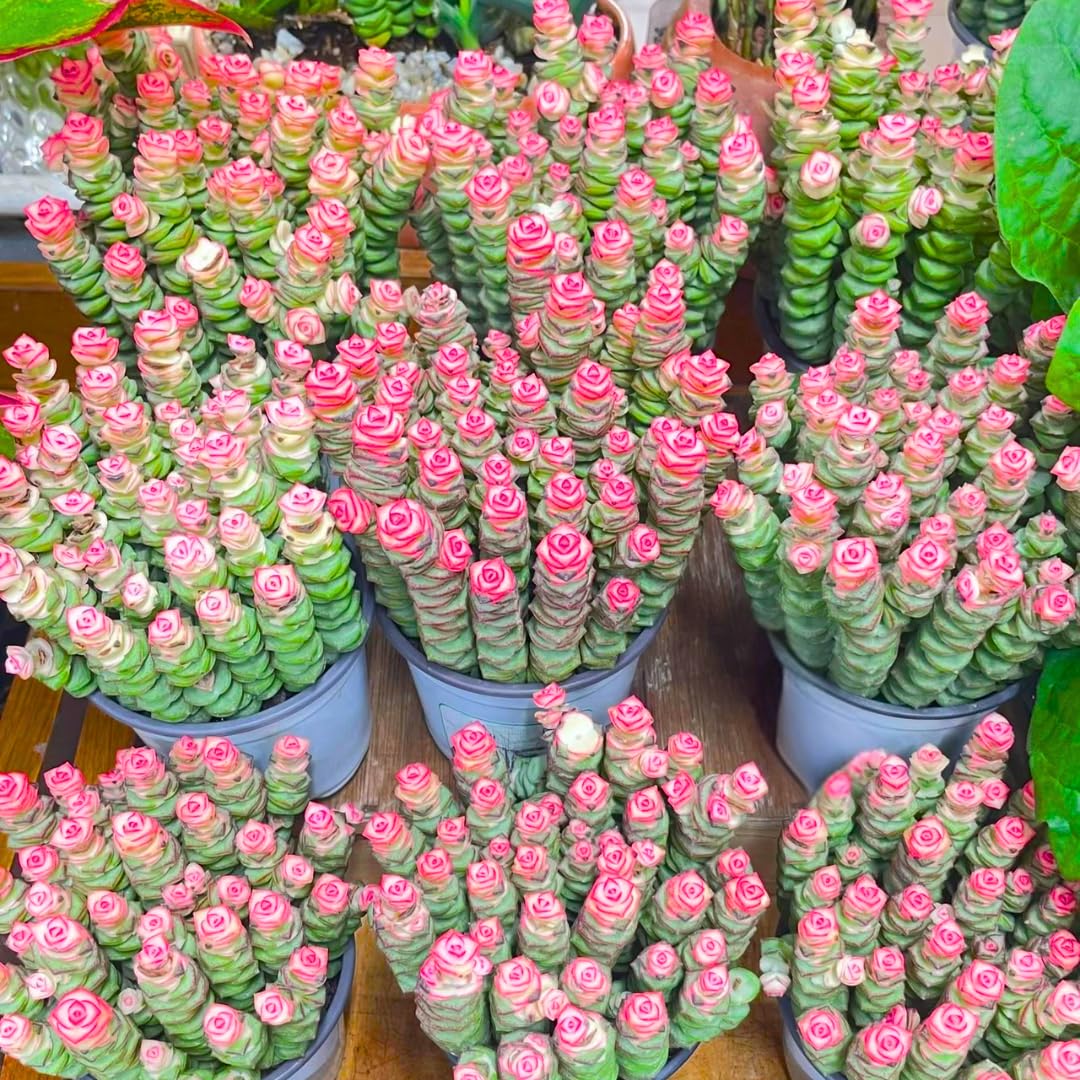 String of Buttons Live Plants, Easy Indoor Trailing Succulent in 2.5" Pot, Hanging Succulent Houseplant Indoor Outdoor Planting