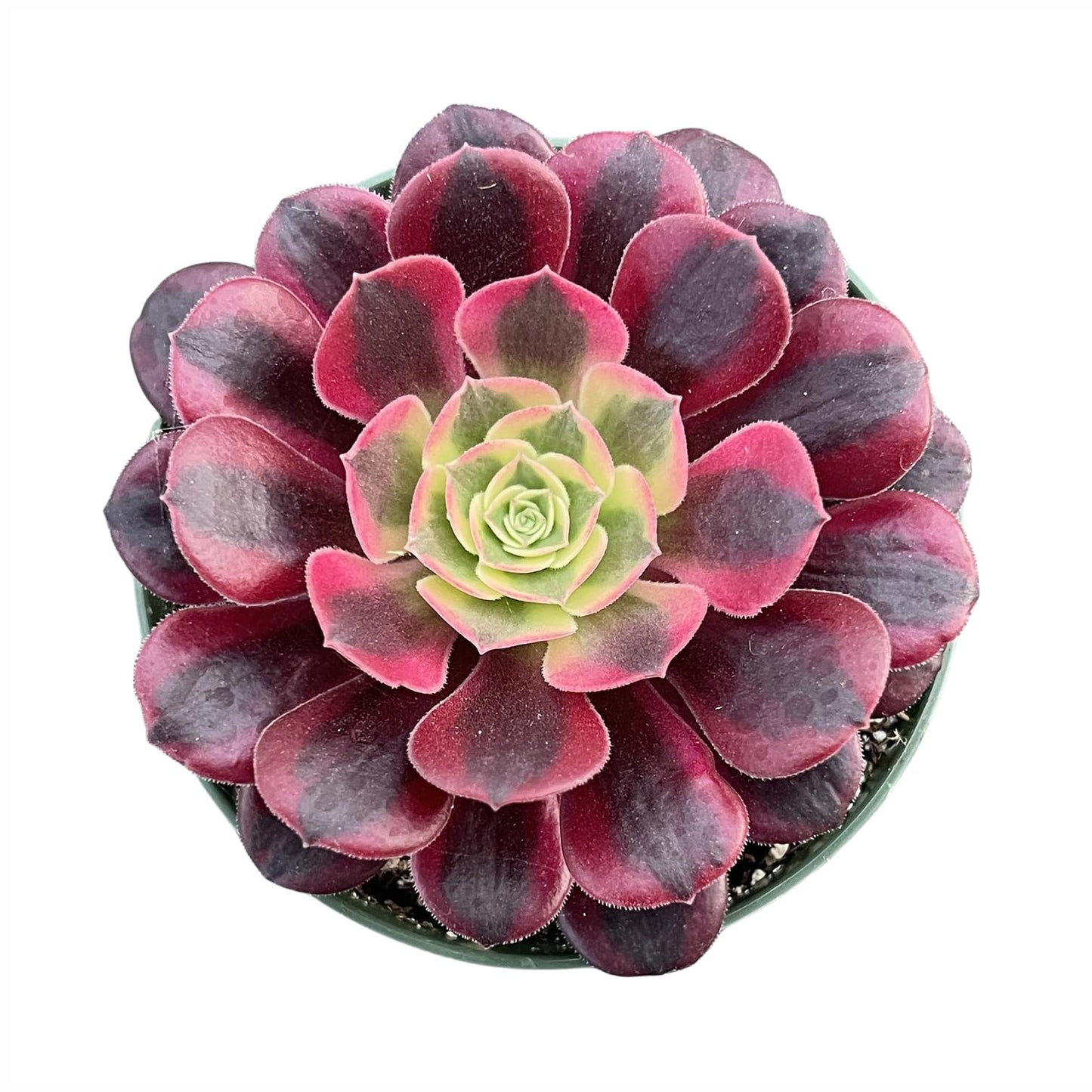 Sprout N Green Aeonium 'Meidusha', Live Rare Succulent Potted 4" Planter, Real House Plant for Party Favors Home Indoor Outdoor Garden Wedding Decoration DIY Projects