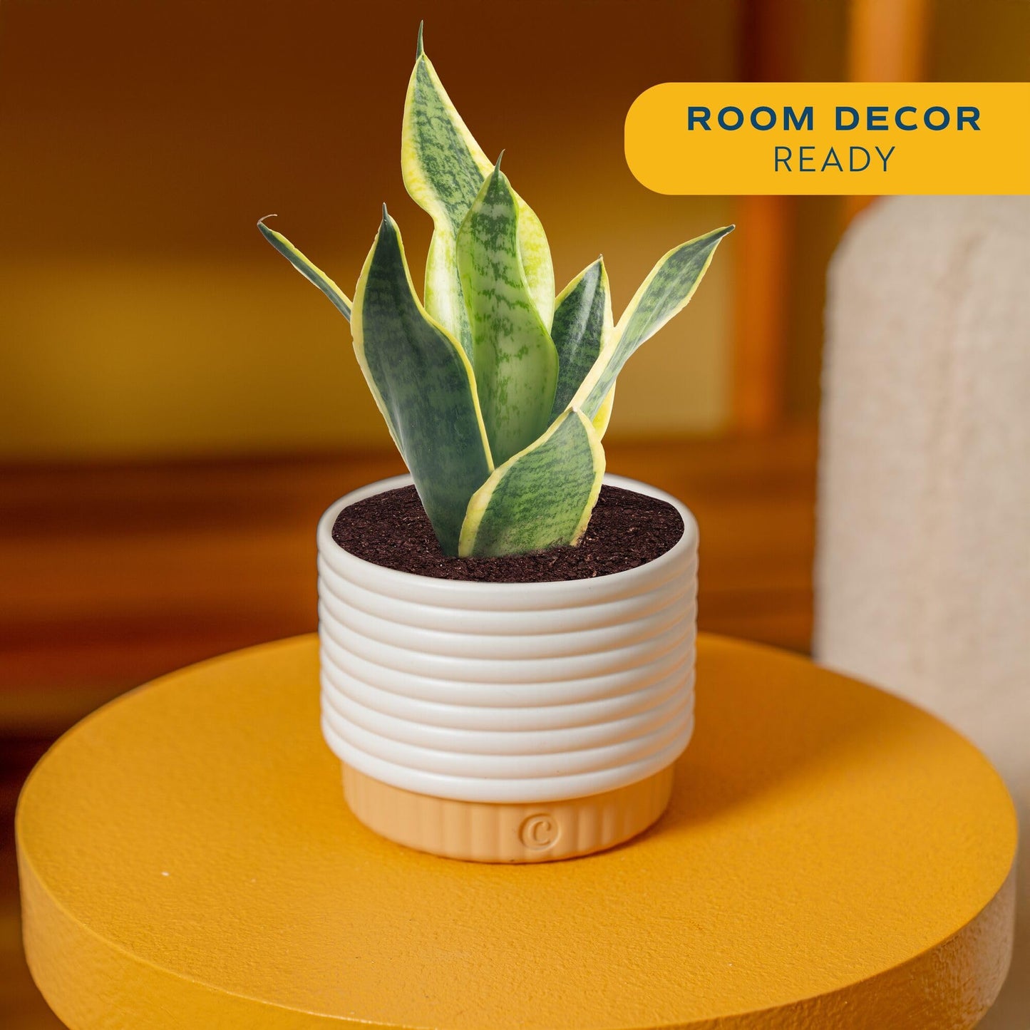 Costa Farms Snake Plant, Live Sansevieria Indoor Houseplant in 4-Inch Decorative Pot, 8-12 Inches Tall, Low Light Air Purifying Succulent, Easy Care Room Decor Gift