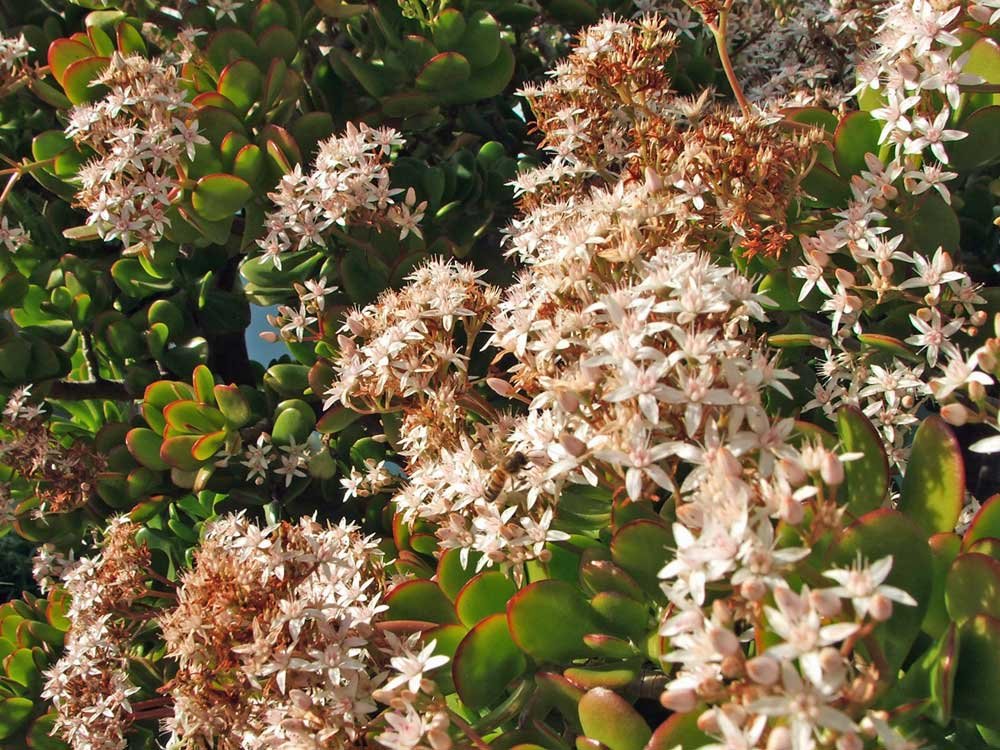 Jade Plant Commonly Known as Lucky Plant or Money Plant (Live Bareroot Plant)