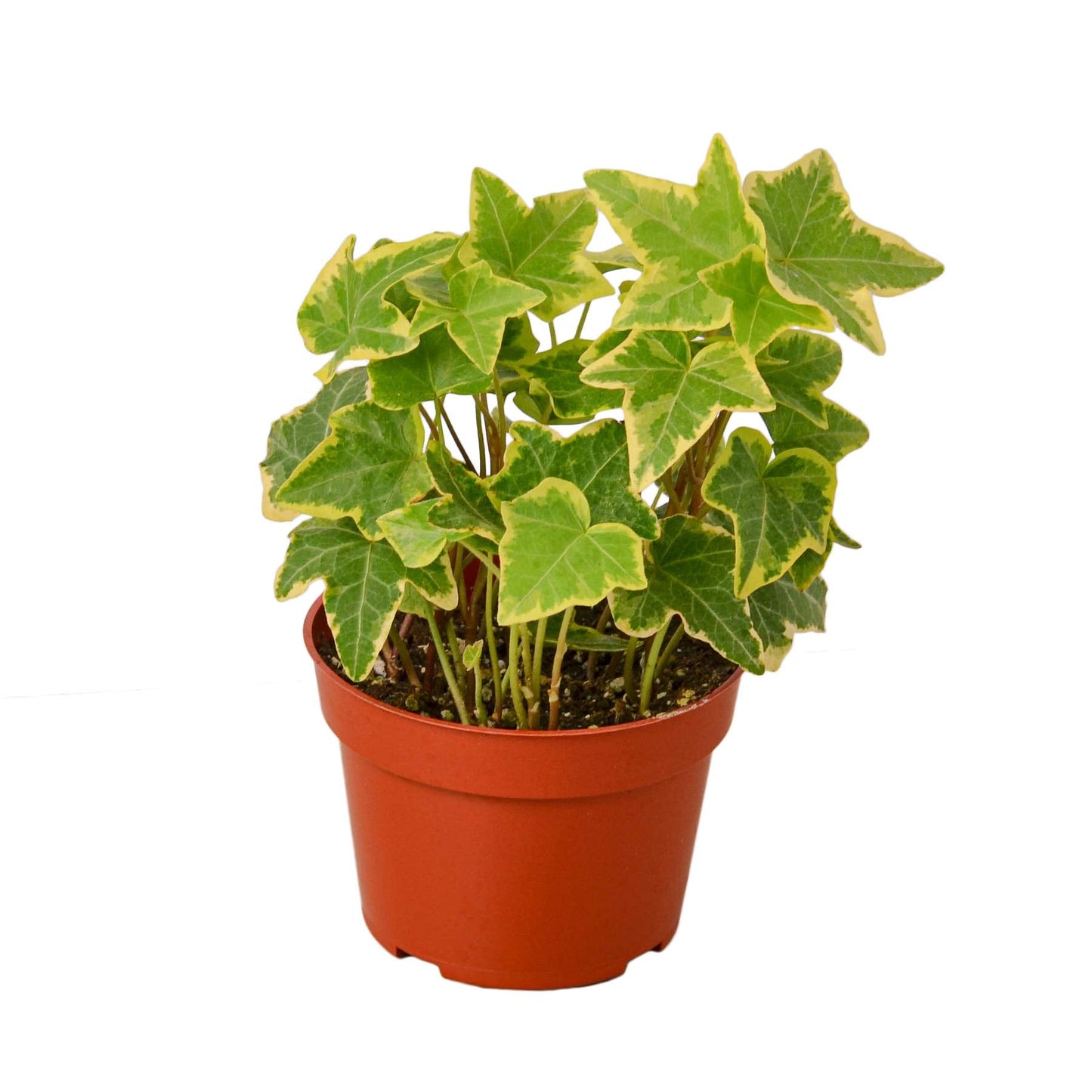 English Ivy Gold Child | Live Plant for Indoor & Outdoor | for Living Room, Office, Bathroom | (4" Pot)