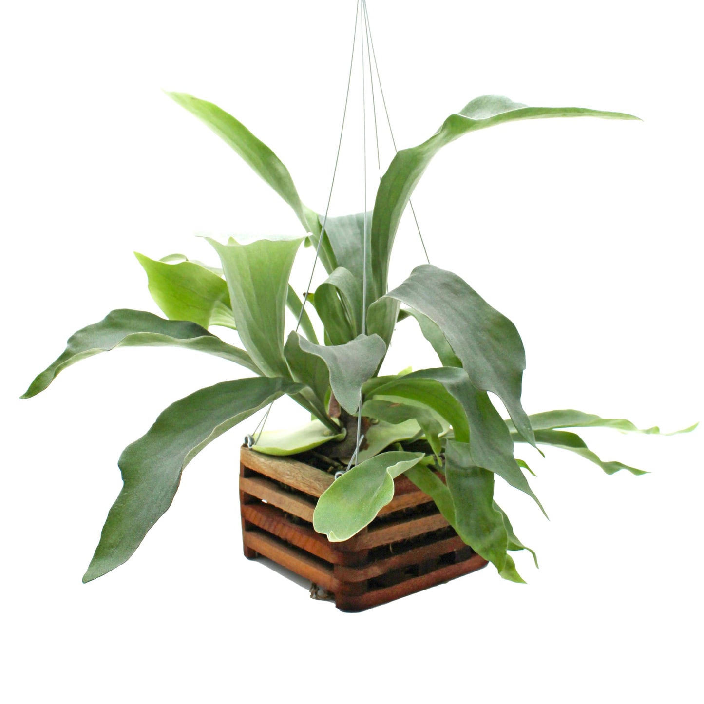Better-GRO Staghorn Fern in 6" Wood Basket with 20" Wire Hanger