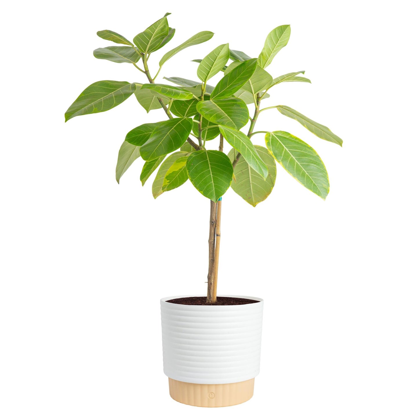 Costa Farms Ficus Audrey Tree Live Plant in Decorative Pot, Large Indoor Houseplant, Perfect for Home, Room, or Office Decor, Great House Warming or Birthday Gift, 2-3 Feet Tall