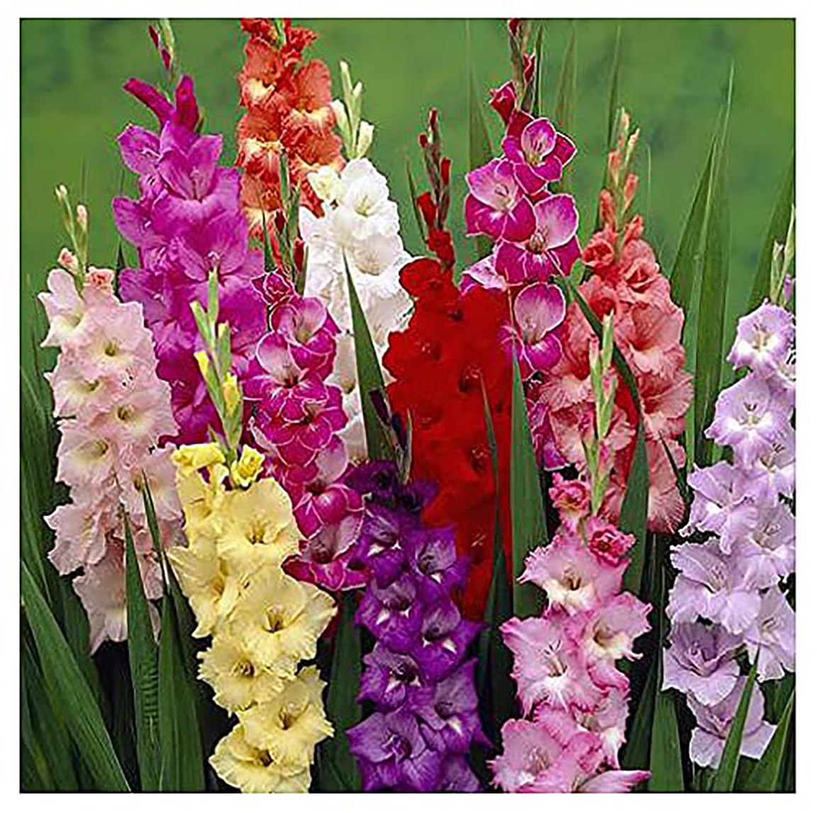 5 Rainbow Gladiolus Mix Bulbs