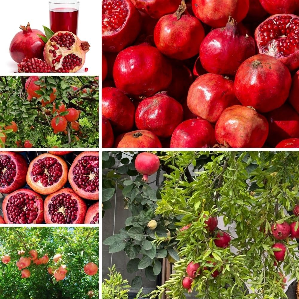 Live Sweet Pomegranate Plant, Red Pomegranate Plants Live Tree 8 to 10 Inches Tall, Pomegranates Fruit Tree, Well Rooted, 4 Inches Pot Plants