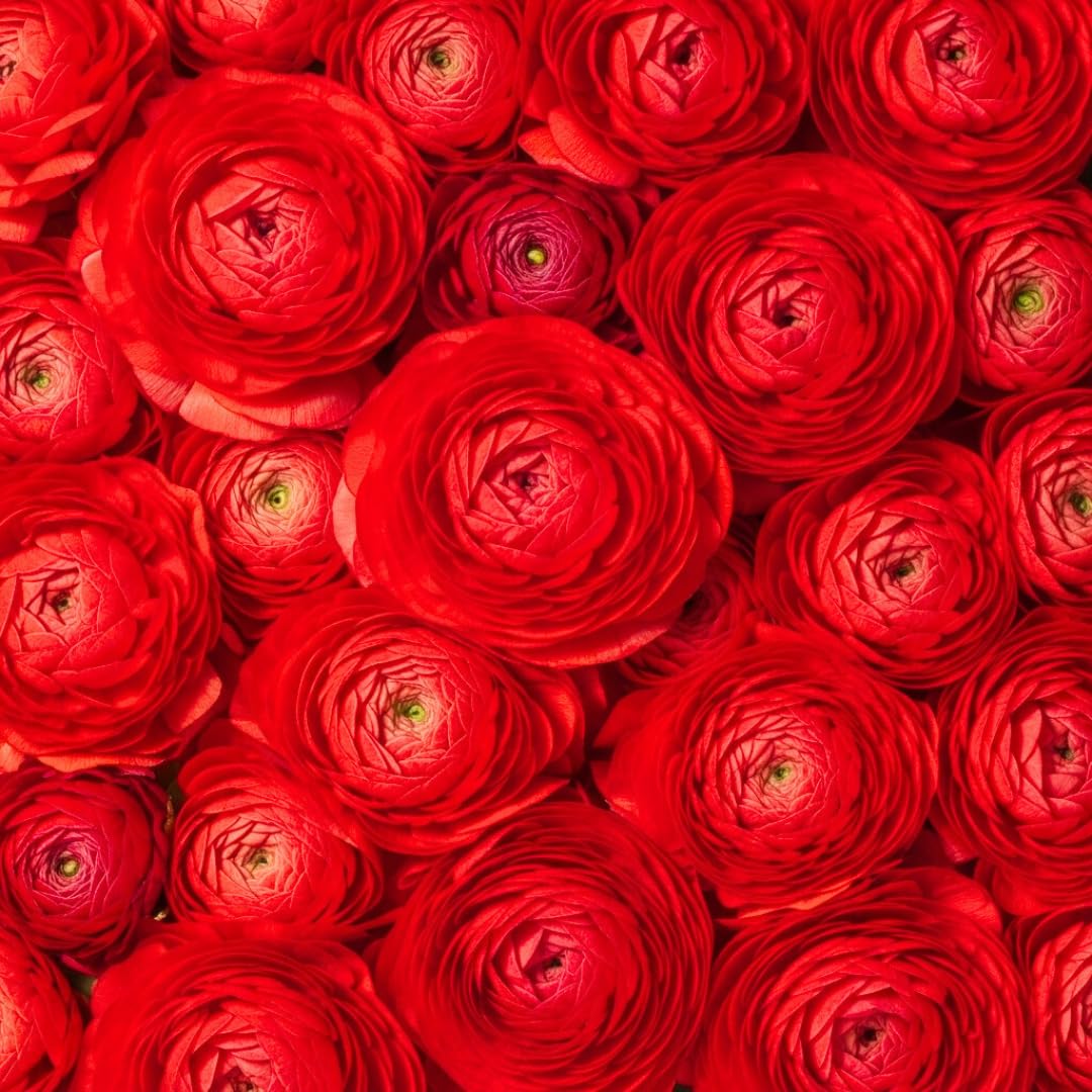Red Ranunculus Bulbs – 20 Healthy Corms for Planting – Vibrant Red Love Blooms - Wedding Perfect - Easy to Grow, Long-Lasting Flowers for Gardens, Containers, and Rojo Bouquets (20 Bulbs)