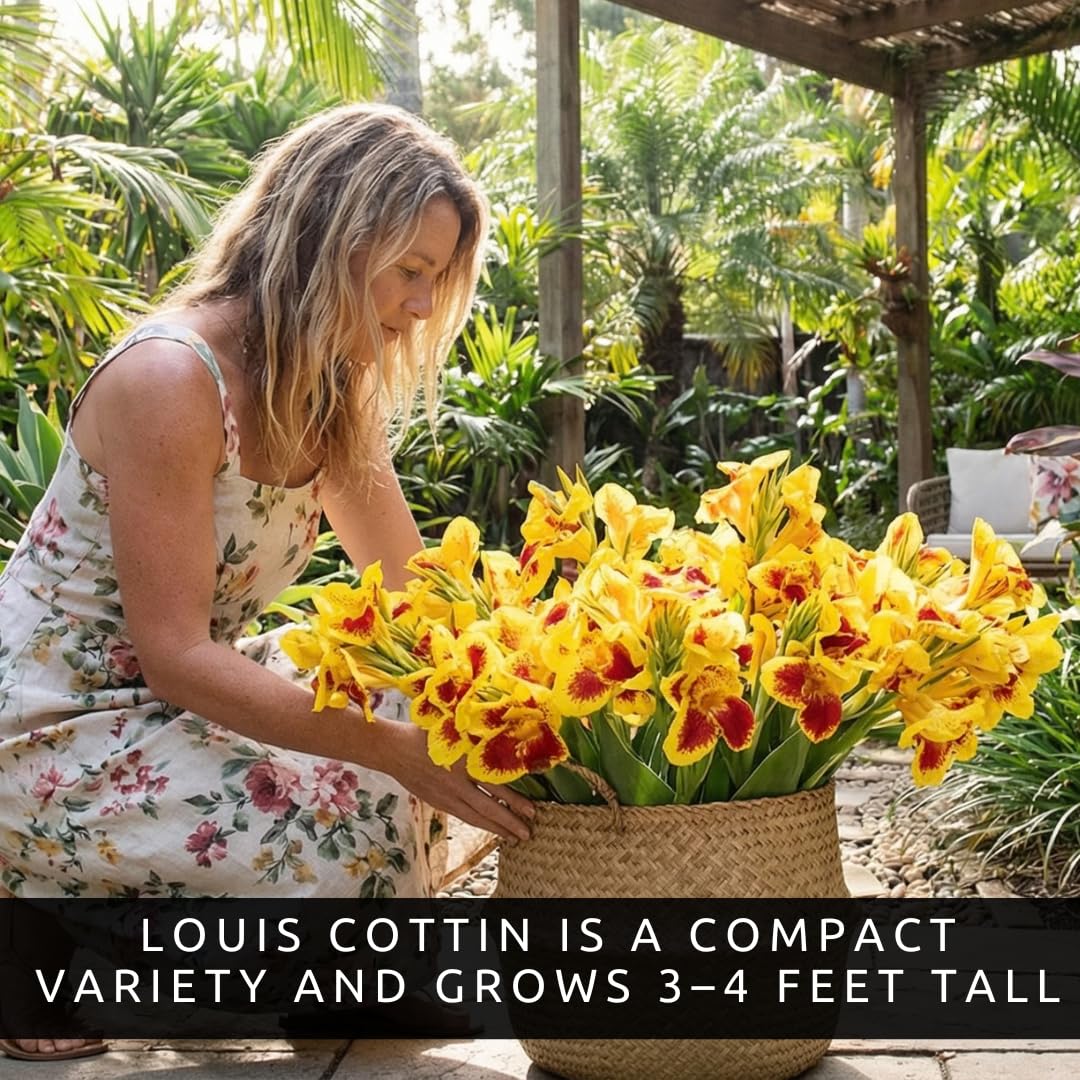 Louis Cottin Canna Lily Premium Bulbs – Bright Yellow Blooms with Red Accents – Compact 3–4 Ft Tropical Summer Flowers for Garden & Containers (3 Bulbs)