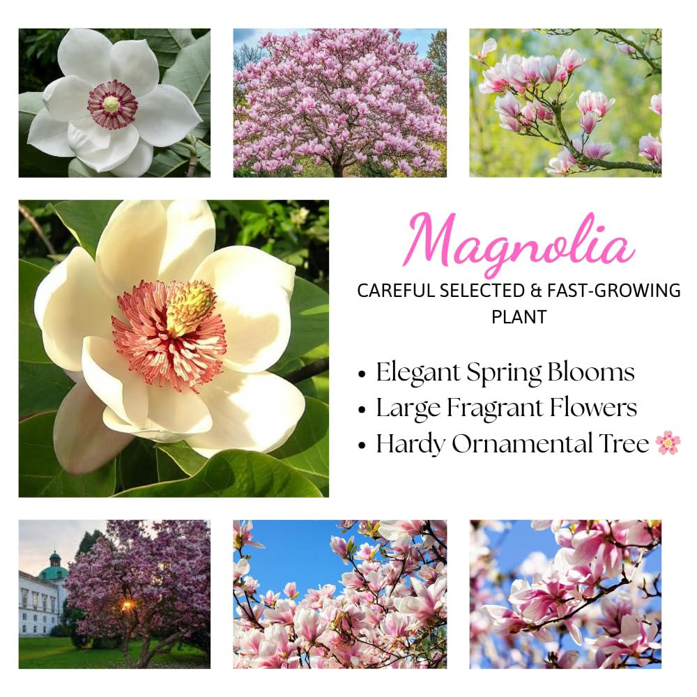 Jane Magnolia Tree Live Plant in 2.5 Inches in Pot, Starter Plant, Fragrant Perennial Ornamental Plants Shrub for Outdoor Garden