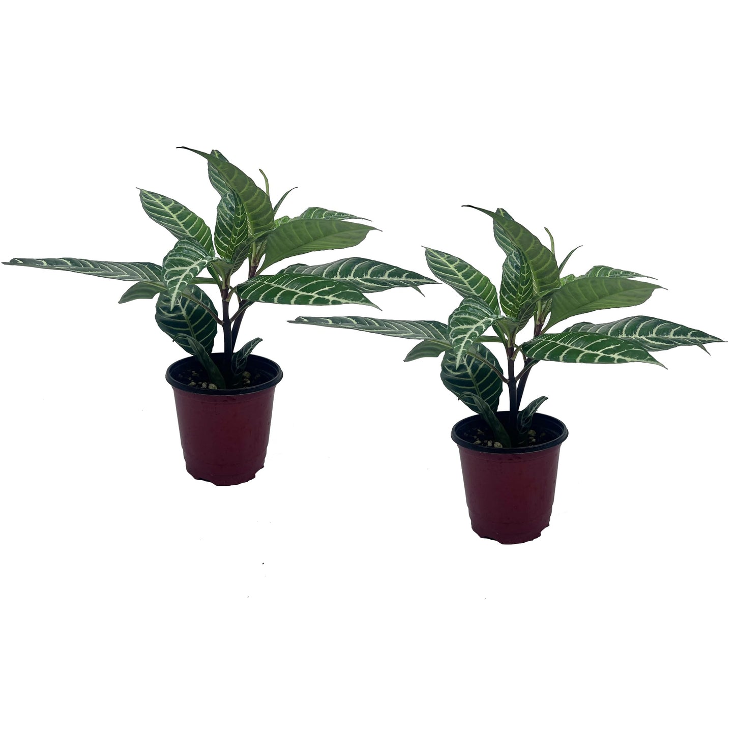 LEAL PLANTS ECUADOR Aphelandra Squarrosa Zebra Plant (Pack of 2)– Striking Foliage House Plant Easy Care, Air-Purifying Indoor Plant for Wellness & Home Decor, Office Desk, Unique Sustainable Gift