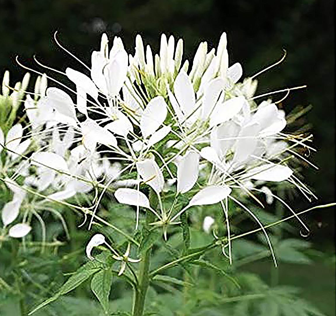 Pure White Cleome - White Queen Spider Plant Seeds - Nectar Flower for Monarch Butterflies - 1000 Seeds -