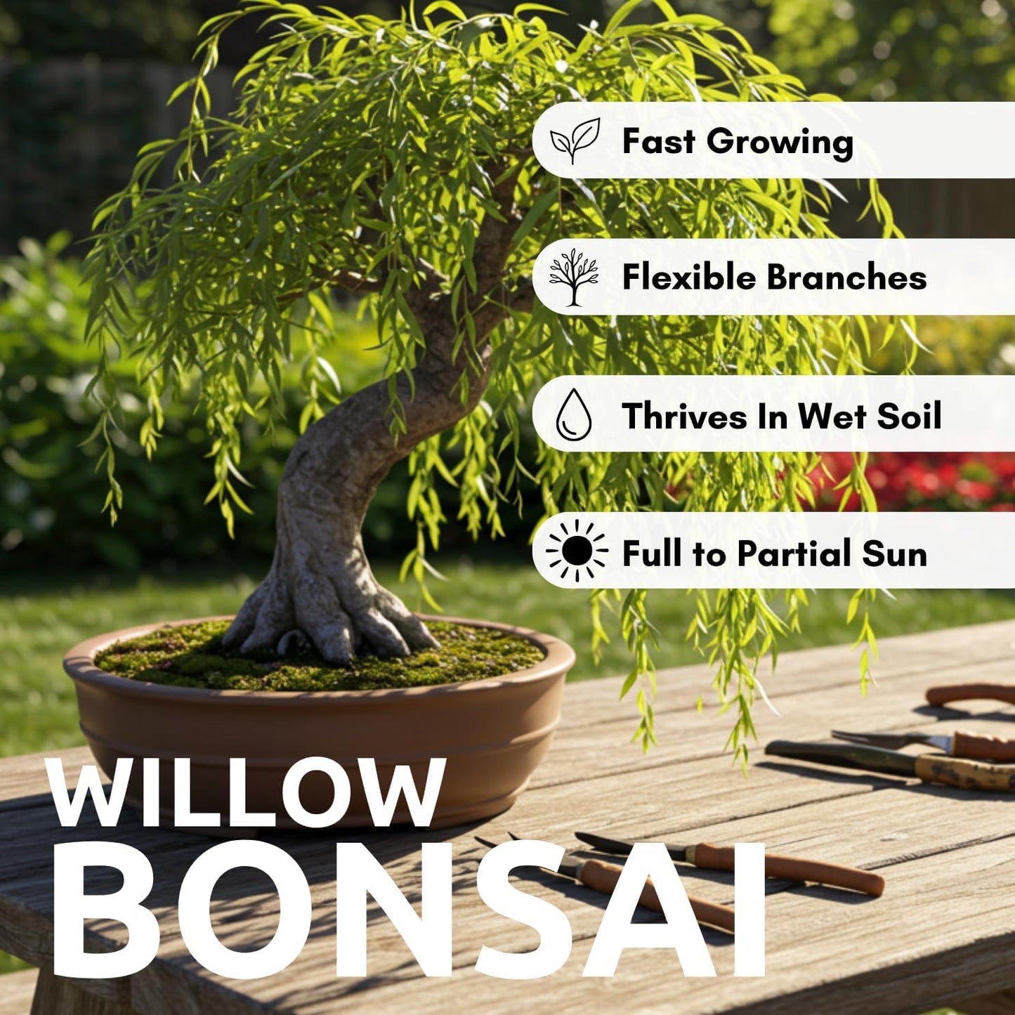 Eversong Weeping Willow Bonsai Tree Cutting to Grow - Thick Trunk Cutting - Great Gift - Fast Growing Indoor or Outdoor Bonsai, Living Desk Plant, Meaningful Present for Home or Office