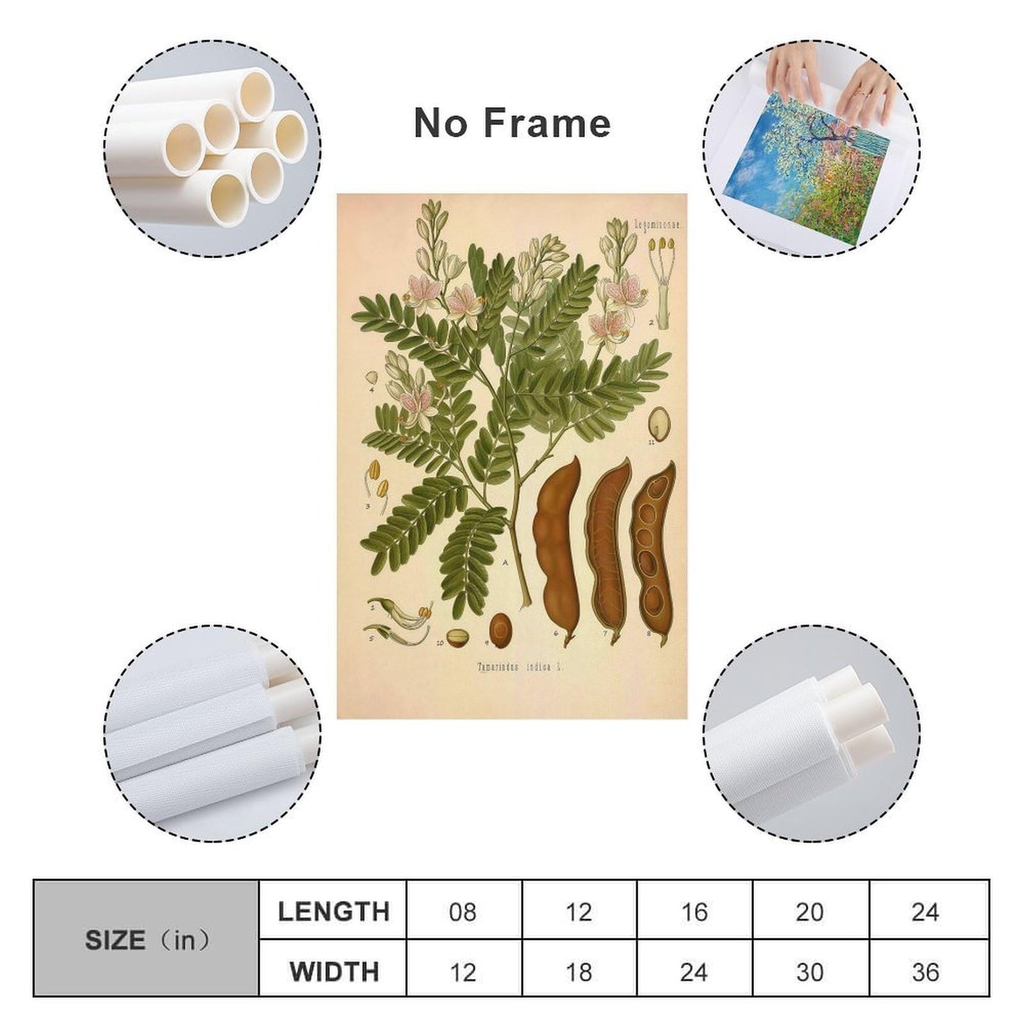 Tamarind Tree Plant Knowledge Poster Canvas Wall Art Posters For Room Aesthetic And Decor Poster For Bedroom Living Room Bathroom Kitchen Office Decor 24x36inch(60x90cm) Unframe-style