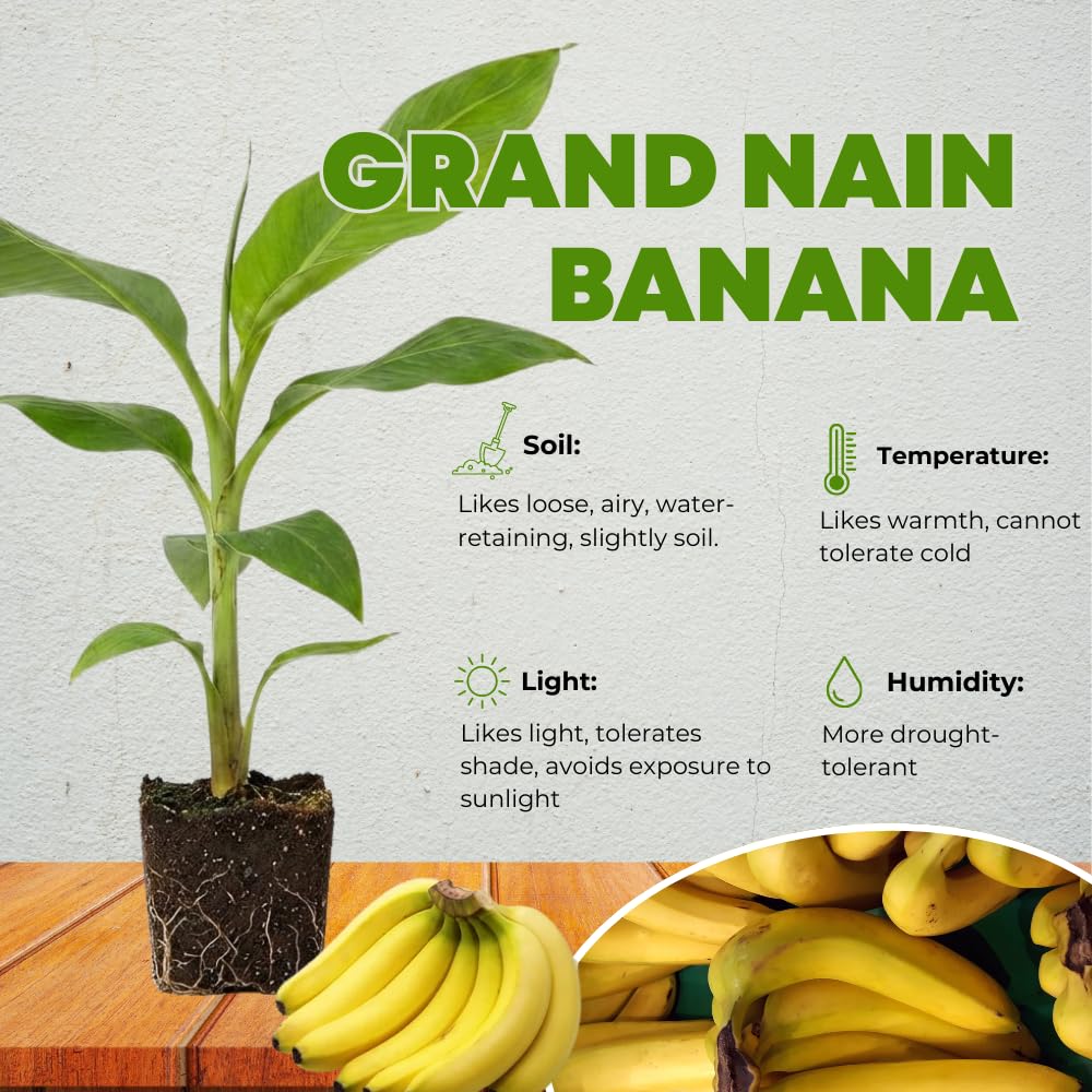 Banana Plant Live, Cold Hardy Tropical Banana, 4-6'' Tall, Starter Plant for Indoor and Outdoor (Grand Nain Banana)