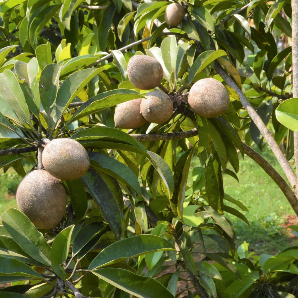 Sapodilla Tree Live Plant in 1 Gallon Pot, Sweet and Edible Fruit for Home Gardens, Sapote Seedlings from 2 to 3 Feet Tall