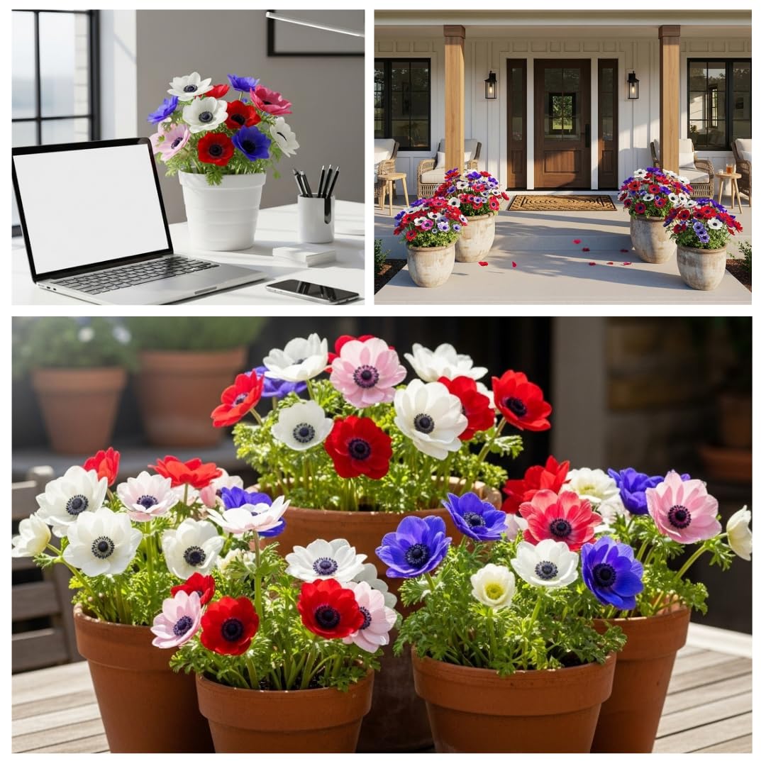 25 Anemone De Caen Flower Bulbs – Jewel Mix White, Pink, Red & Blue Mix – Vibrant Spring Blooms for Garden Beds, Borders, Patio Pots, and Cut Flower Bouquets
