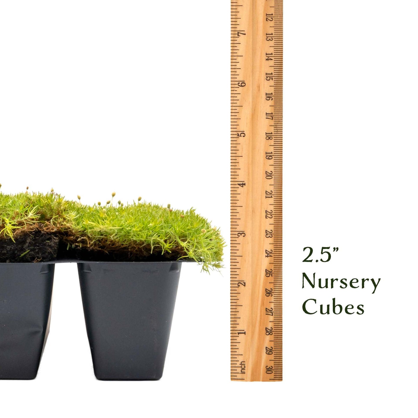 6 Scottish Moss – Soft Golden Evergreen Groundcover for Rock Gardens, Pathways & Containers (Sagina subulata ‘Aurea’) in 2.5″ Cubes, Live Plants