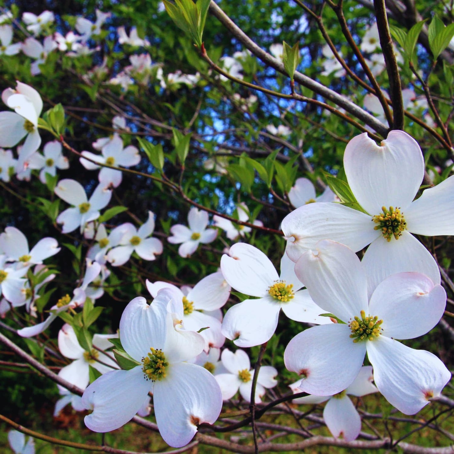 2 White Dogwood Tree Live Plants Bare Roots, 12 to 18'' Tall, Dogwood Flowering Plant Live