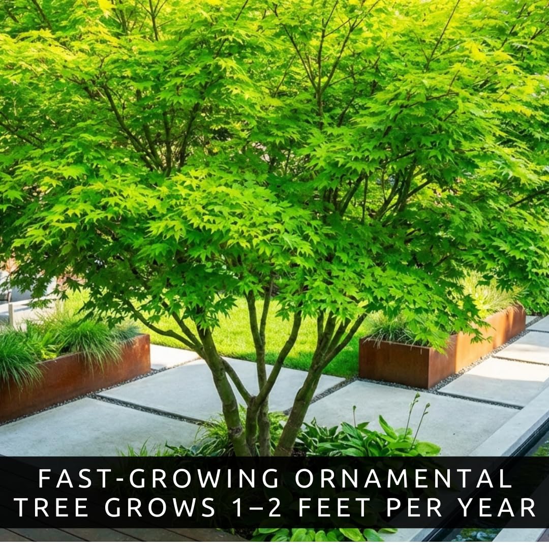 Amur Maple Tree Live Plants (Acer ginnala) – Brilliant Red Fall Foliage – Hardy Ornamental Landscape Tree – Fast Growing Compact Maple – Well Rooted Starter Sapling (1 Tree)