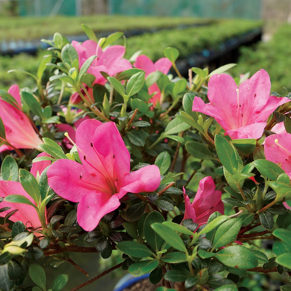 Brussel's Bonsai - Live Satsuki Azalea Bonsai Tree with Bonsai Pot and Humidity Tray, Outdoor Flowering Bonsai Tree Live Plant, 5 Years Old, 5-8 Inches Tall, Easy Care Plant (Small)