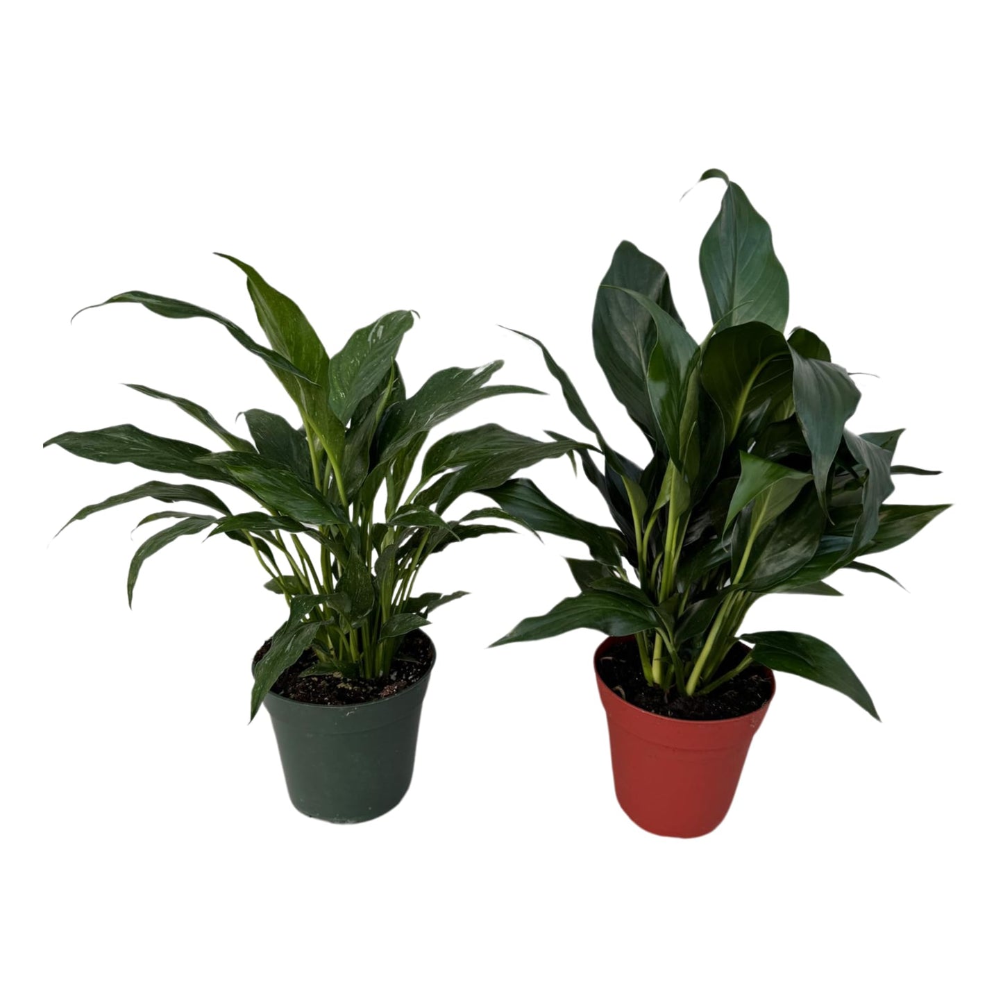 PLANTVERS Peace Lily in a 4” Grow Pot – Live Spathiphyllum – Flowering Air Purifying Plant – Easy Care & Low Maintenance Houseplant – Blooming Gift Plant (Set of 2 Pots Assorted)