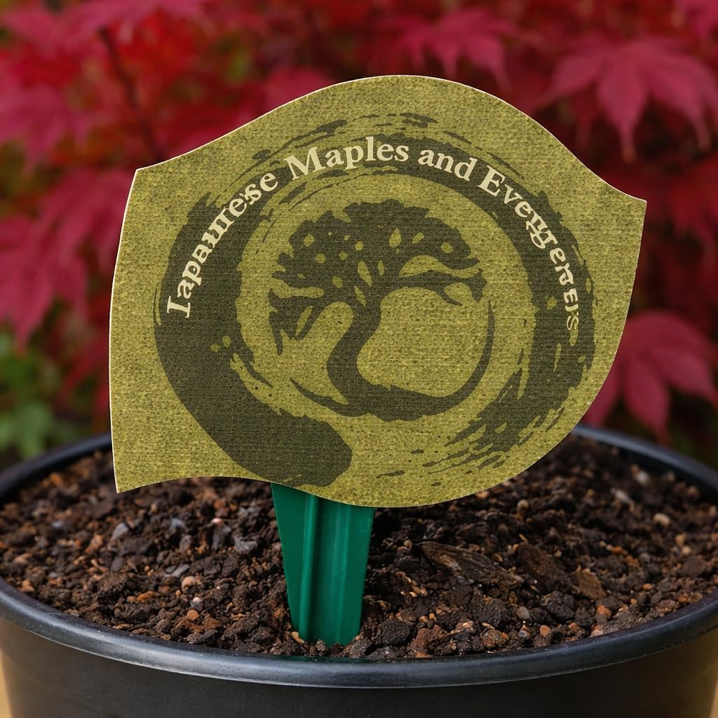 Bloodgood Red Japanese Maple Tree - 2 Year Live Plant - Acer palmatum 'Bloodgood' by - Japanese Maples and Evergreens