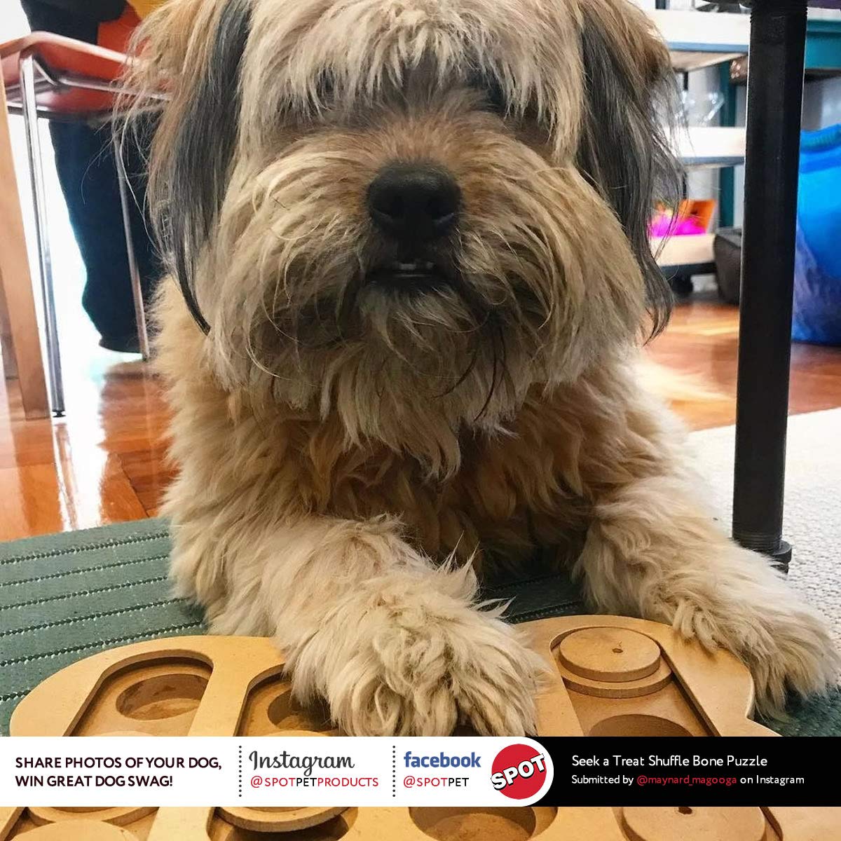 SPOT Ethical Pet Interactive Seek-A-Treat Shuffle Bone Toy Puzzle That Will Improve Your Dog's IQ, Specially Designed for Training Treats