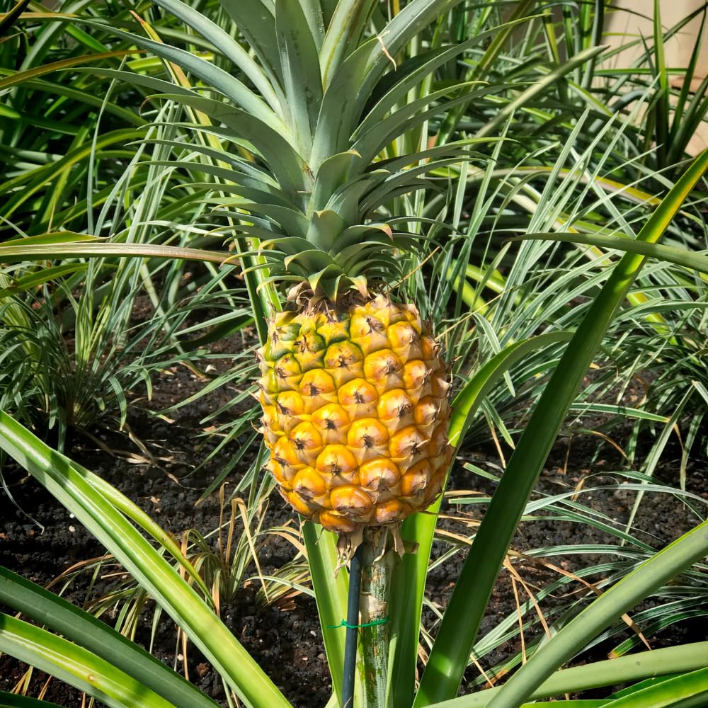 Set 2 Pineapple Plant Live, Pineapple Gold Plant Live, Tropical Sweet Fruit, 4-7 Inches in Height for Outdoor Gardening