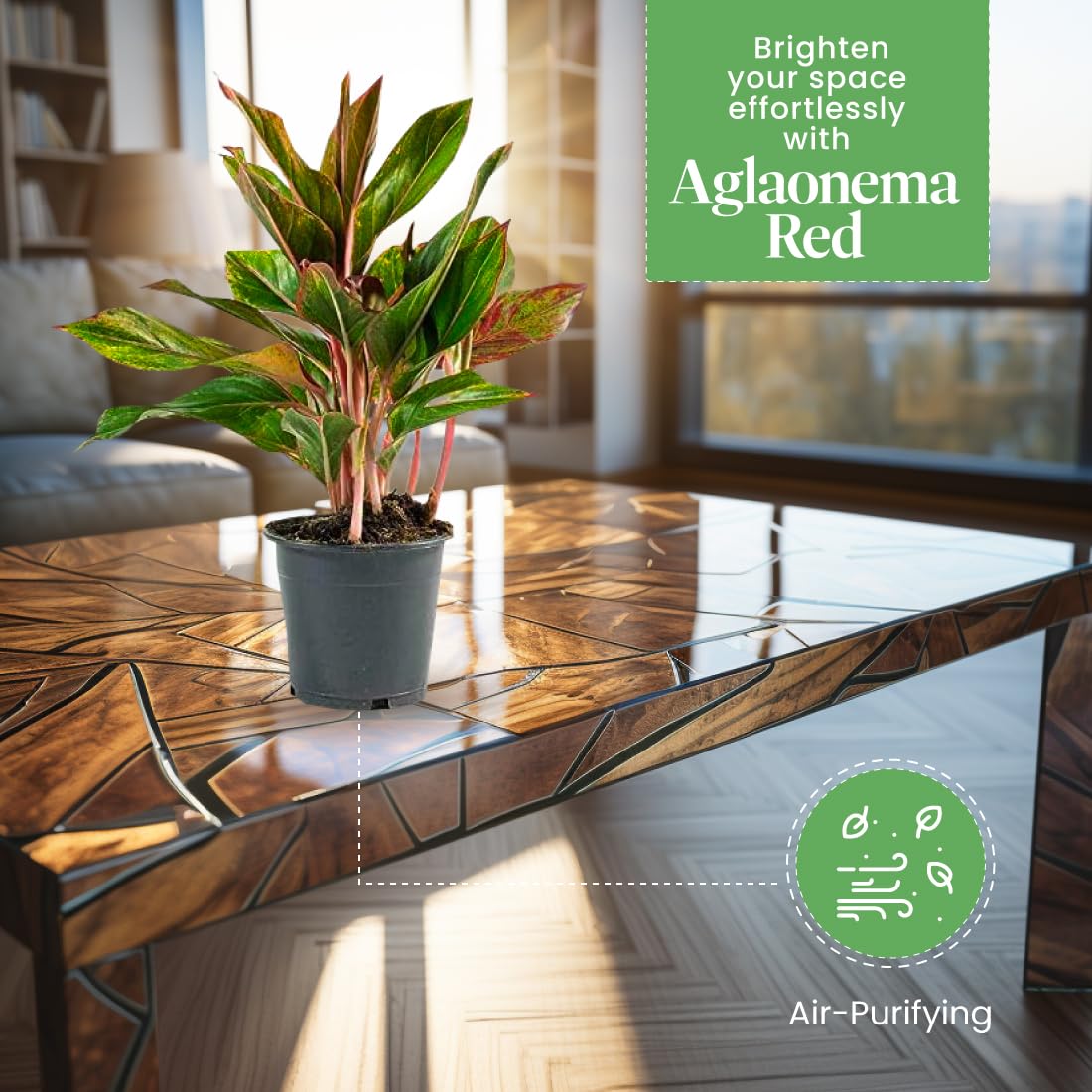 American Plant Exchange Aglaonema Red Sapphire – 6-Inch Pot – Live Chinese Evergreen Houseplant, Vibrant Low Light Foliage for Home, Office, or Indoor Garden Decor