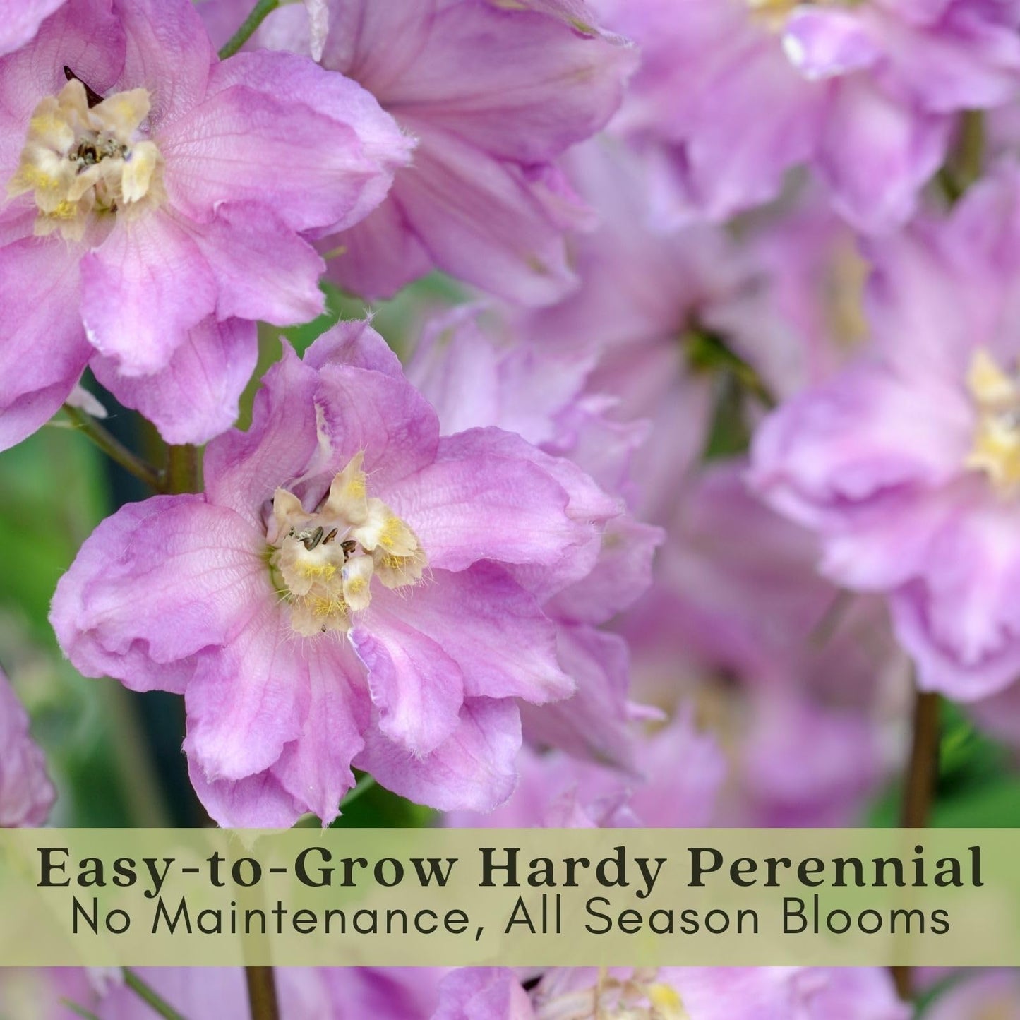 Clovers Garden Delphinium Magic Fountains (Larkspur) Plants – Two (2) Live Plants – Non-GMO - Not Seeds - Each 4" to 8" Tall – in 4" Inch Pots – Large Flower Spikes