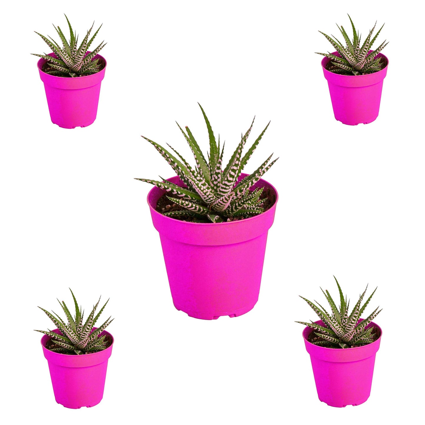 5 Pack Zebra Succulent in 4in Pot - Live Plants Tropical Houseplants | Variegated | USA Growers | The Snobby Leaf