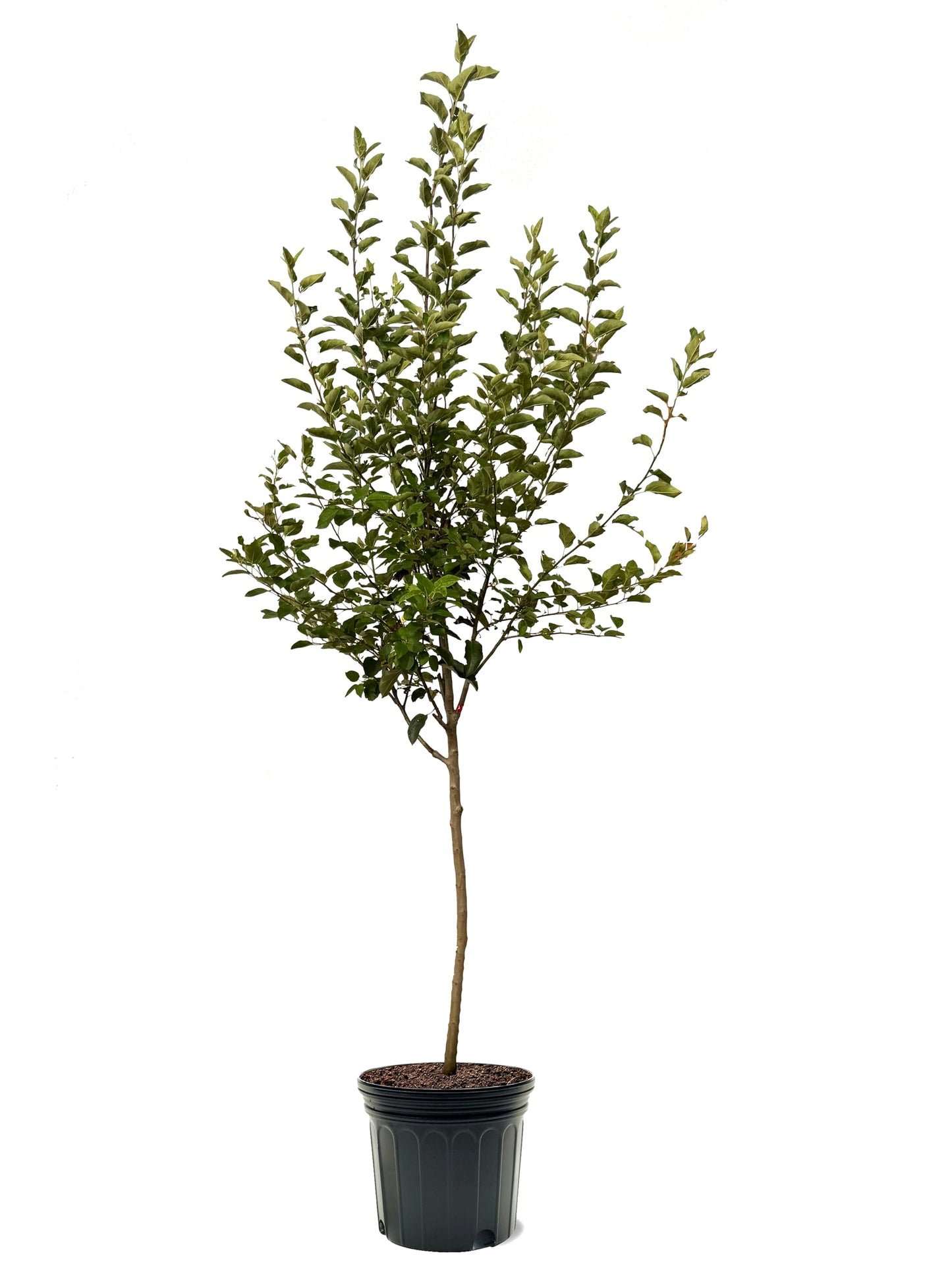 American Plant Exchange Apple Tree 'Gala' Semi-Dwarf – Live Fruit-Bearing Plant, 7-Gallon Pot, Cold Hardy, Sweet Edible Apples for Outdoor Orchards and Landscapes