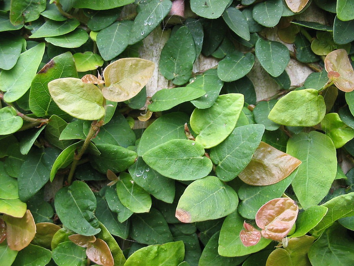 Creeping Fig Live Plants (5-9") - Pack of 2 (Two) - Ficus pumila Climbing Vine - Fast Growing Wall Coverage - Indoor Terrarium & Outdoor Garden - Self-Adhering Evergreen Foliage
