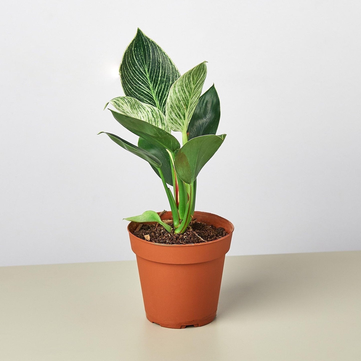 Philodendron 'Birkin' | Live Plant for Indoor & Outdoor | for Living Room, Office, Bathroom | (4" Pot)