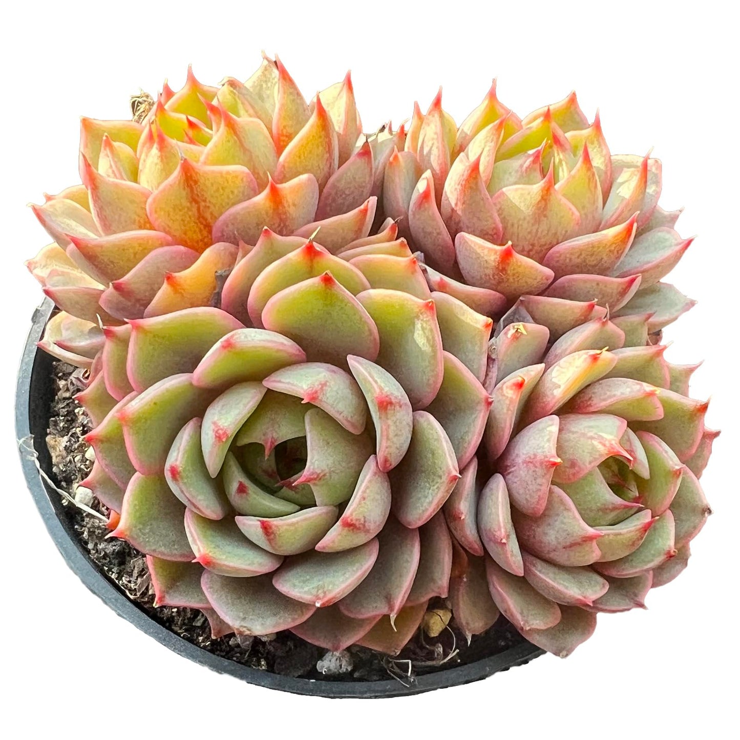 Echeveria Ben Badis Rare Live Succulent Plants, Orange 3-4 Heads 3.5" Live Plant, Package Without Pot & Soil, Garden Indoor Office Desk, Wedding Party Baby Shower Decoration, Friend Plant Lovers Gifts
