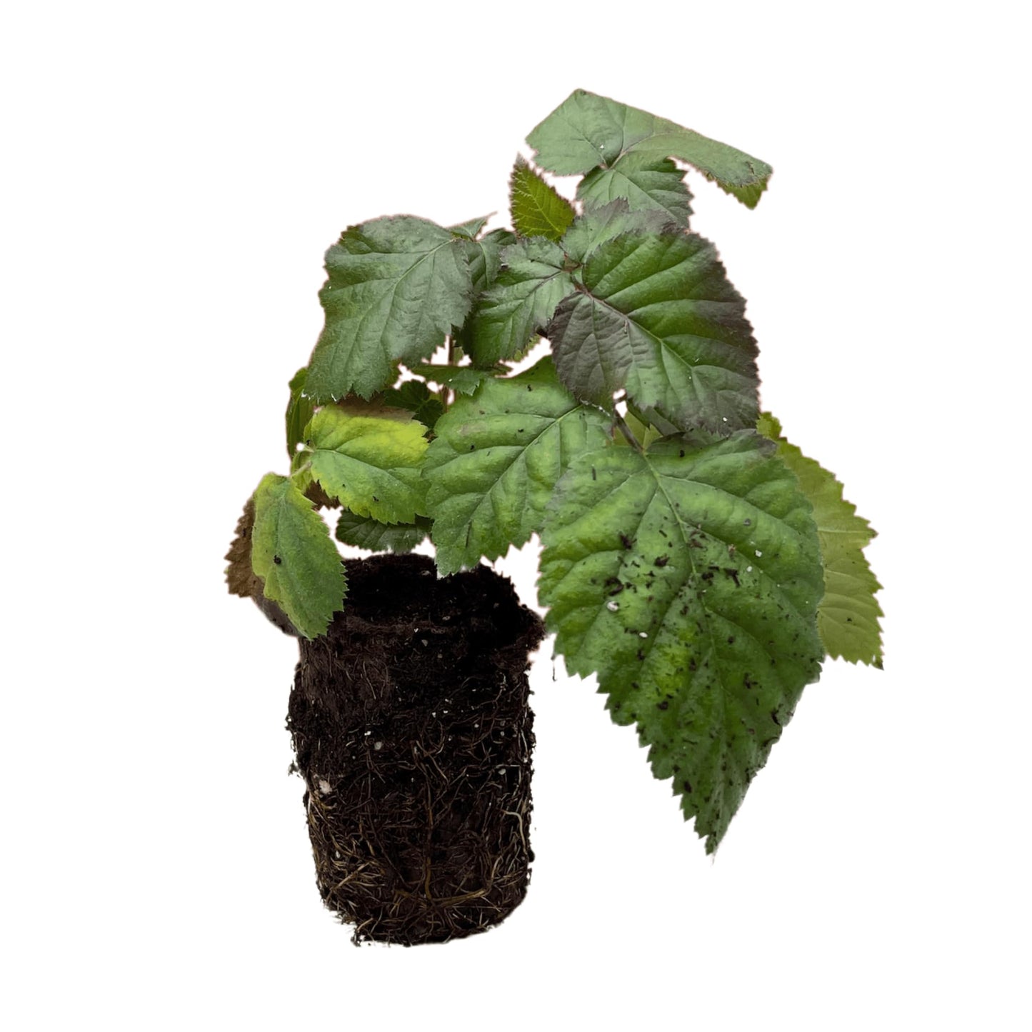 Chester Thornless BlackBerry Plant - 1 Large and Well-Rooted Plug - Hardy BlackBerry Variety from Hand Picked Nursery