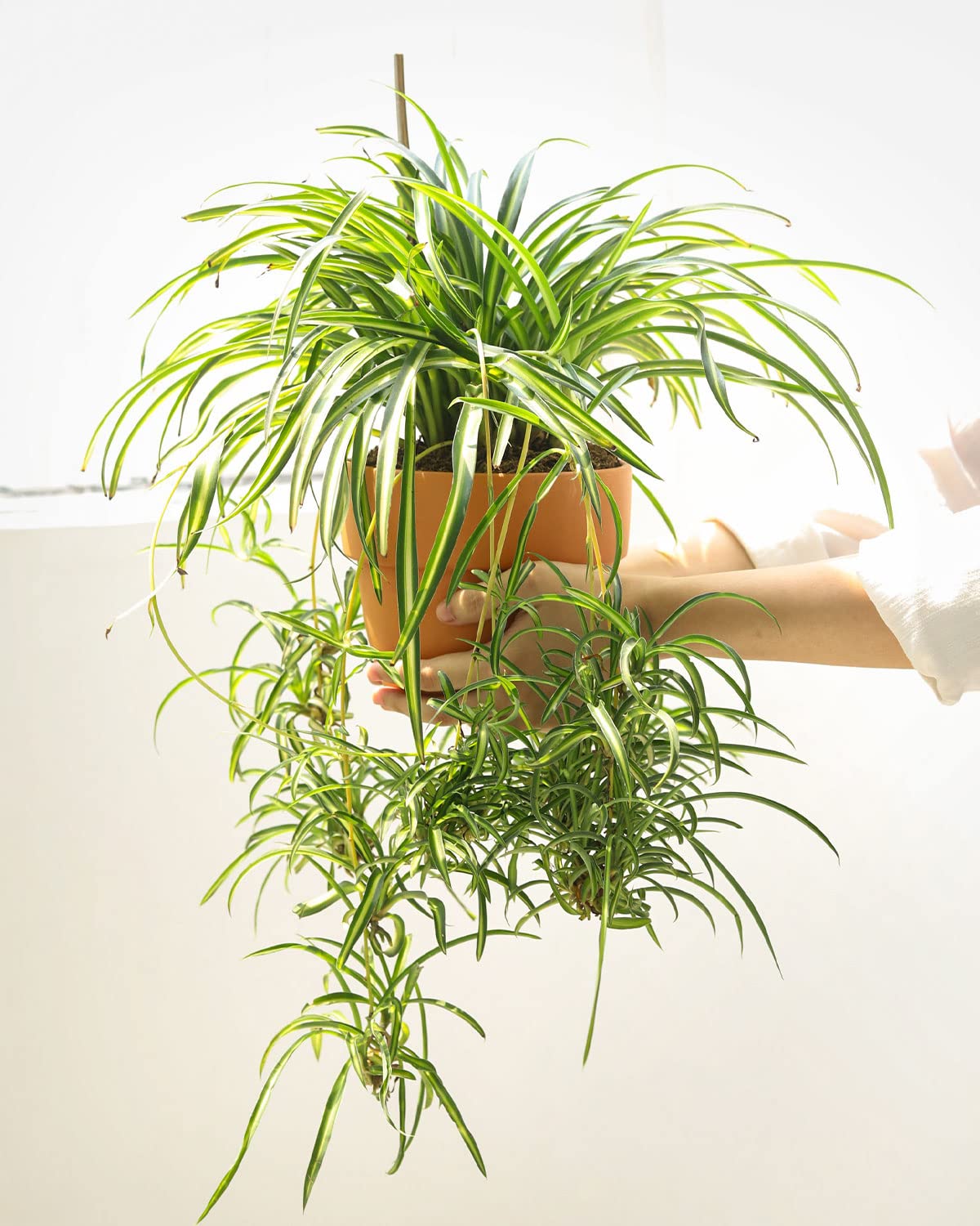 Live Houseplant 4" Bonnie Curly Spider Plant - Easy Care Indoor Plant - House Plants Indoor Live - Low Light HousePlants - Plants Live Houseplants - Air-Purifying Houseplant for Home Decoration